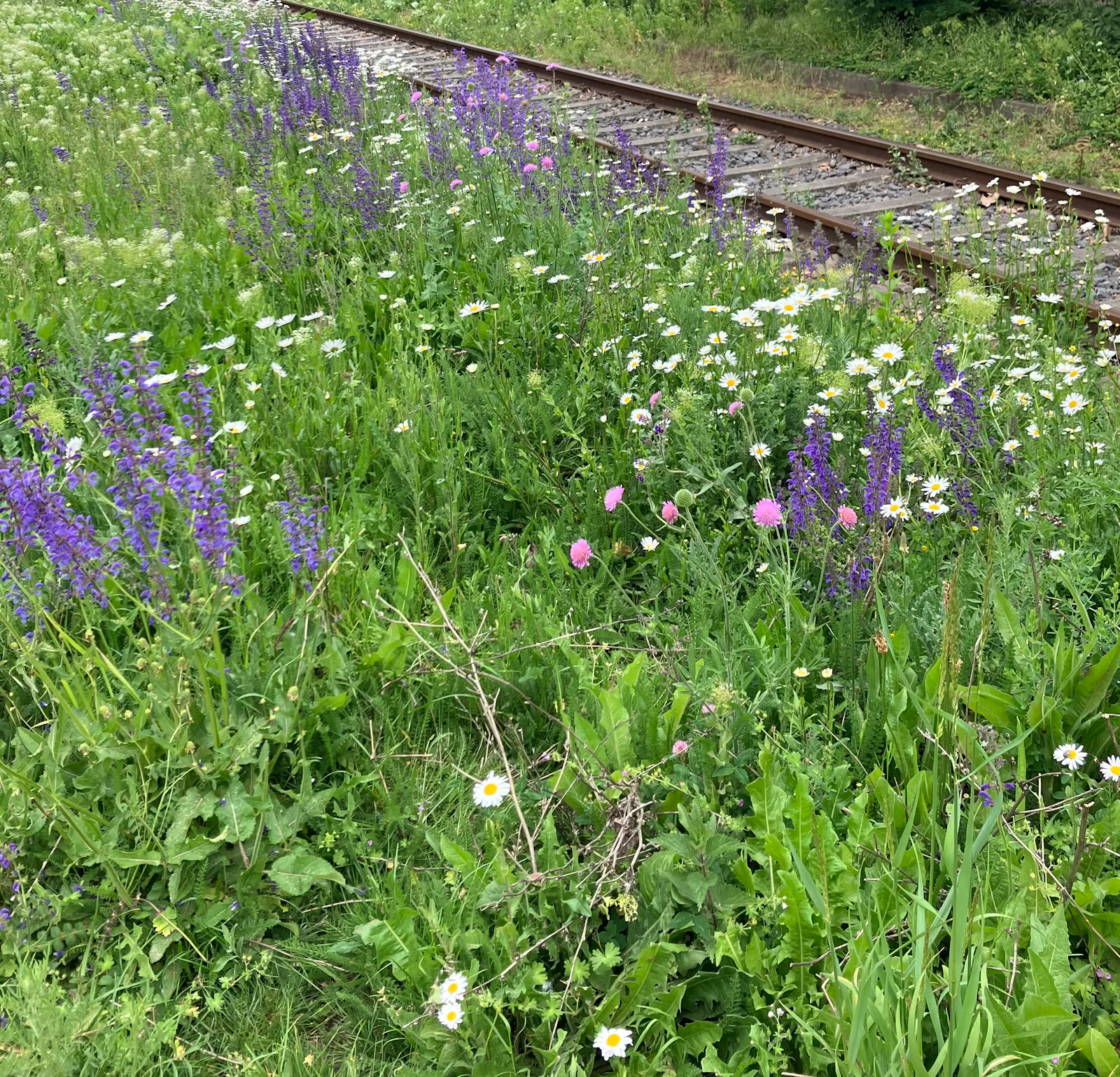 bahngleise, davor wuchern verschiedene, in weiß, lila und rosa blühende wildblumen / railway tracks with a variety of wildflowers spreading in front, blossoming white, lilac and pink