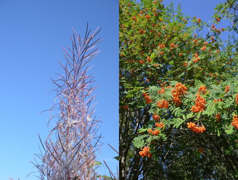 Epilobium angustifolium, Vogelbeeren