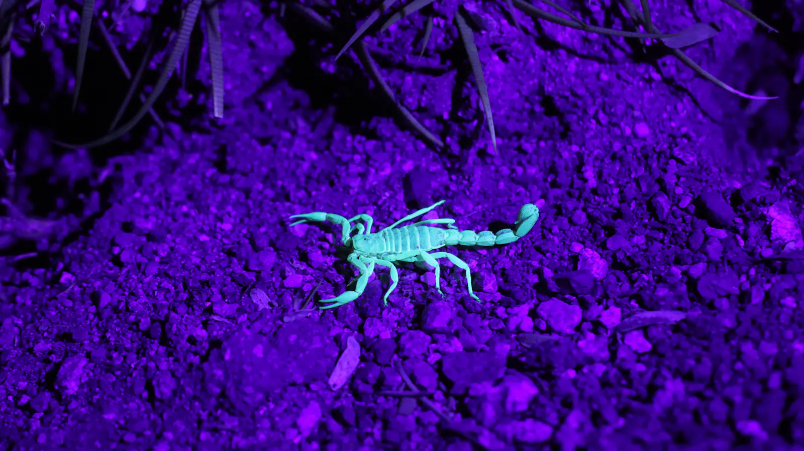 grüner Skorpion auf blauem Grund