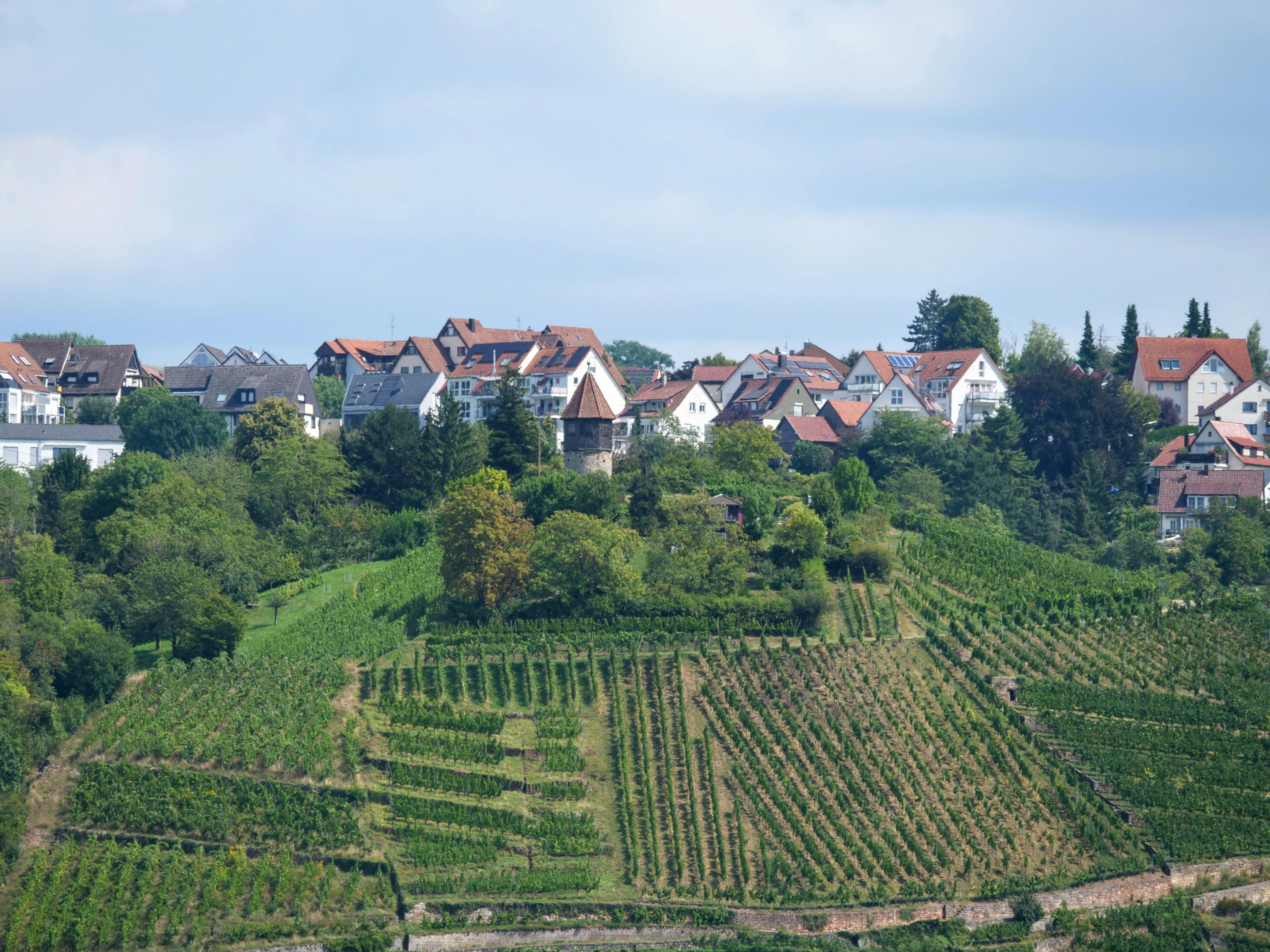 Von Hedelfingen aus hat man schon immer einen guten Blick auf die Esslinger Weinlagen wie hier den Ailenbergturm und die ihn umgebenden Steillagen. Foto: Jürgen Brand