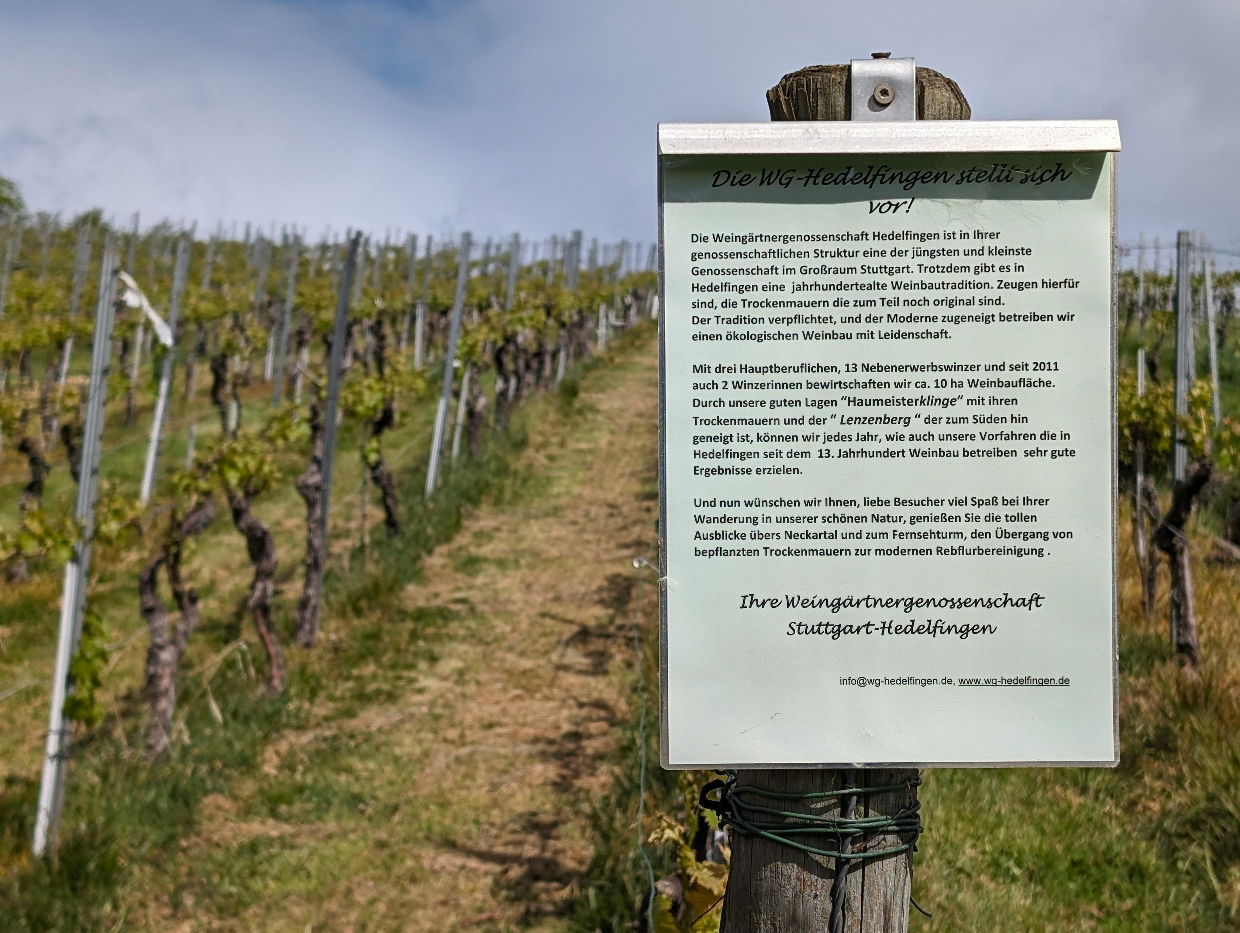 Die Infotafeln in den Hedelfinger Weinberg müssen vielleicht bald umgeschrieben werden. Foto: Jürgen Brand