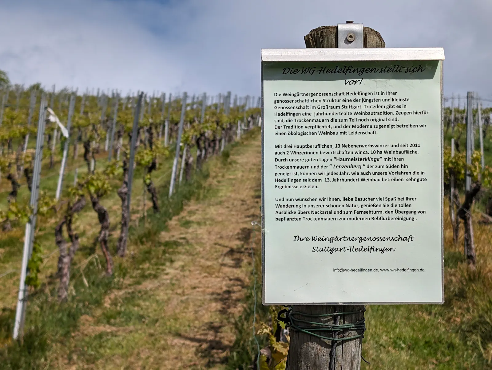 Die Infotafeln in den Hedelfinger Weinberg müssen vielleicht bald umgeschrieben werden. Foto: Jürgen Brand