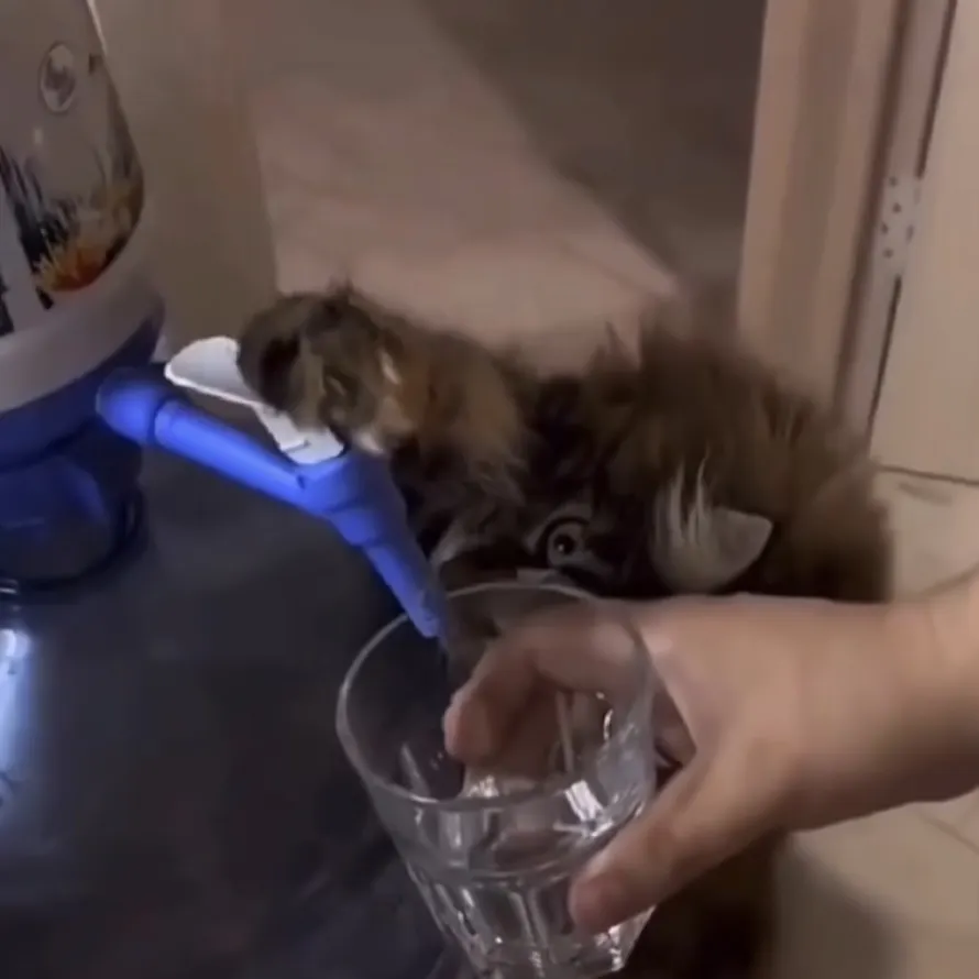 Katze zapft sich Wasser aus Spender.