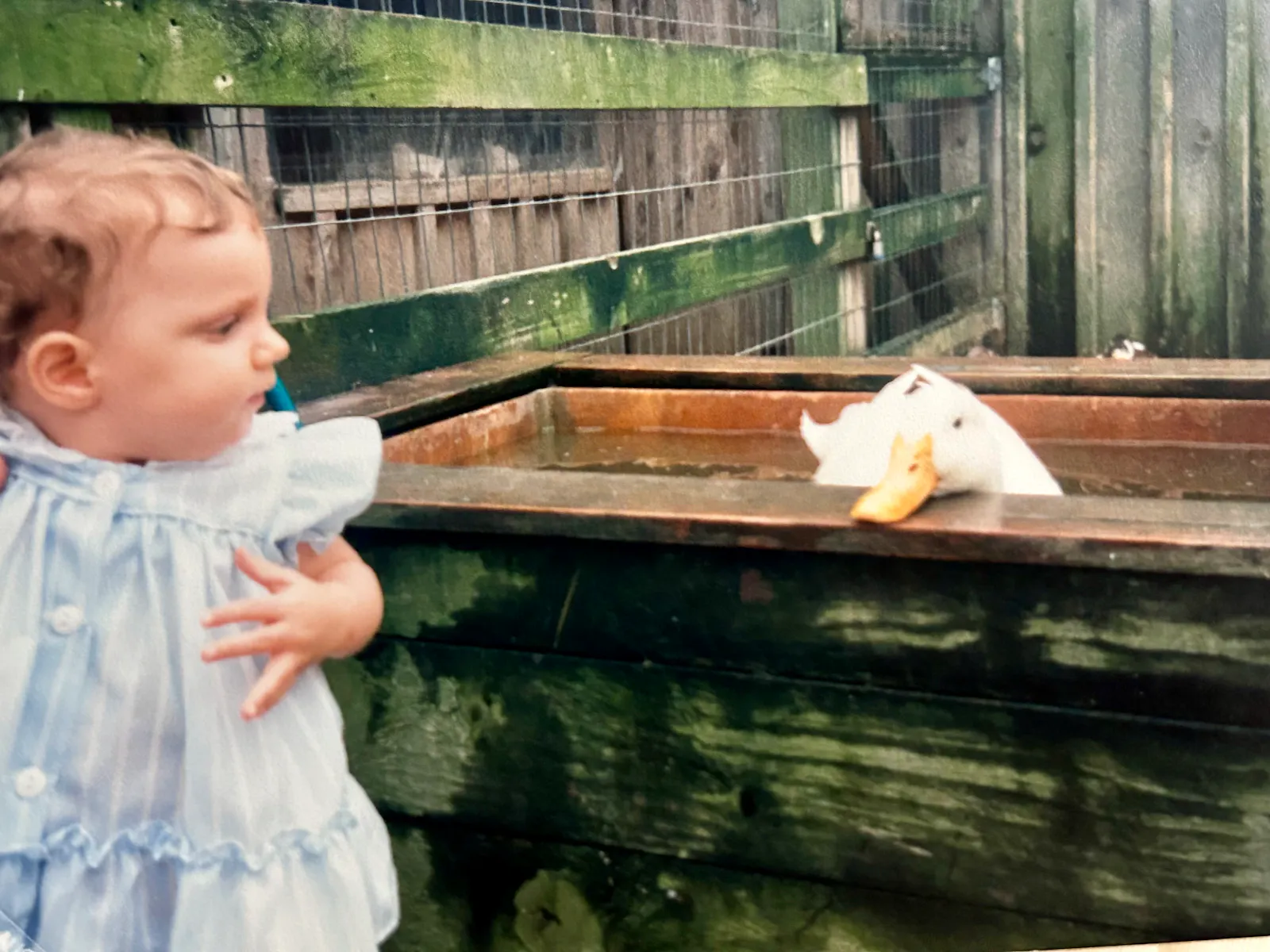 A toddler Hannah dressed in a blue gown looks to the right of the image at a white waterfowl that had startled her at a petting zoo. The duck is in a sort of trough and swimming around.