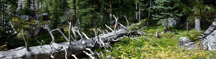 Baumstamm liegt am Waldrand - ohne Zellstoffverschmutzung. Copyright Verena Schmidt