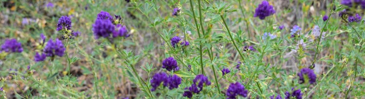 Blumenwiese am Sinclair Canyon, Westkanada. Copyright Verena Schmidt.