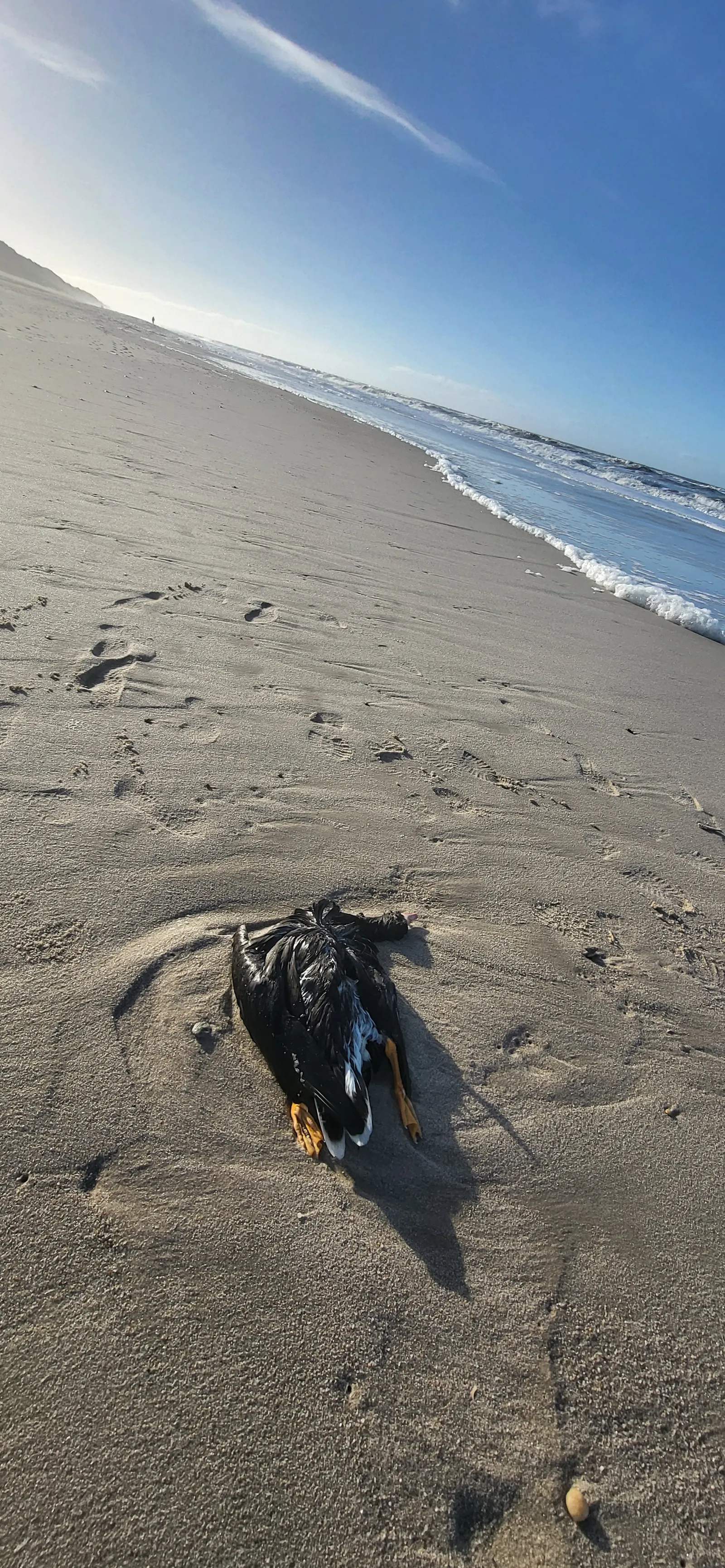 Bild von einem Strand und dem blauen Himmel, schräg aufgenommen. Im Vordergrund eine tote Ente.