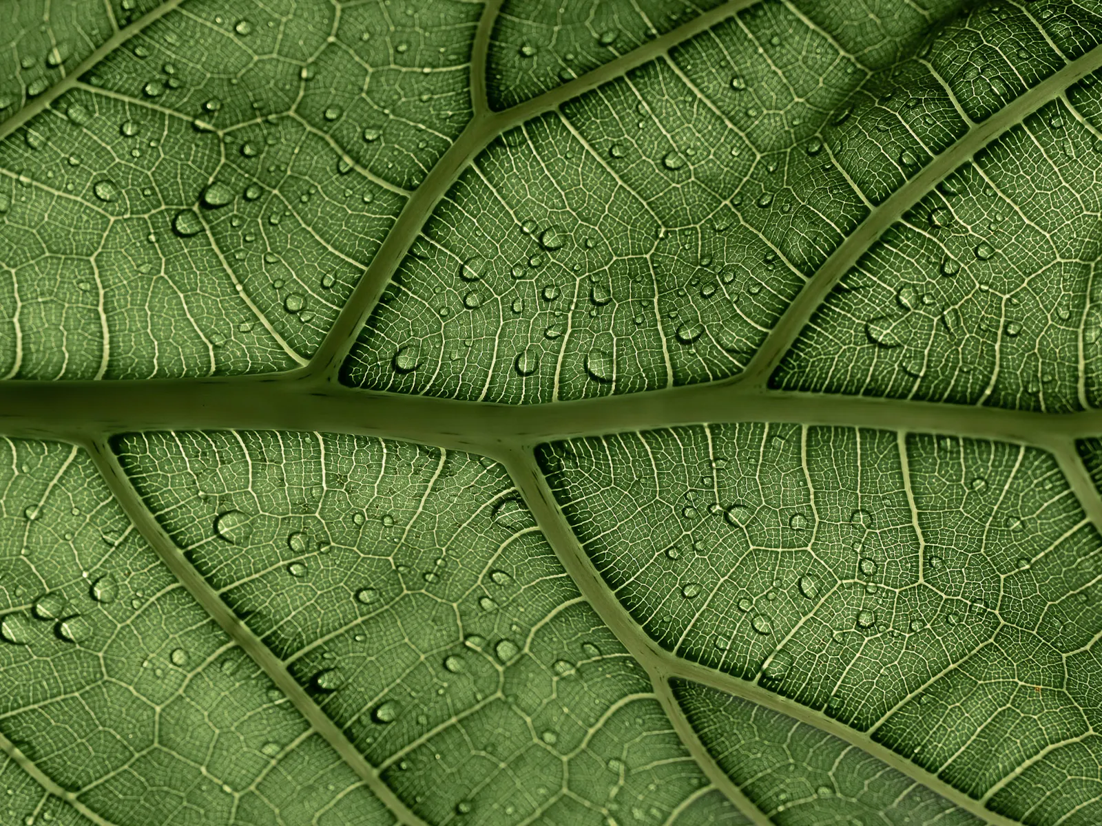 Botanisch zeichnen – Pflanzen mit dem Stift entdecken