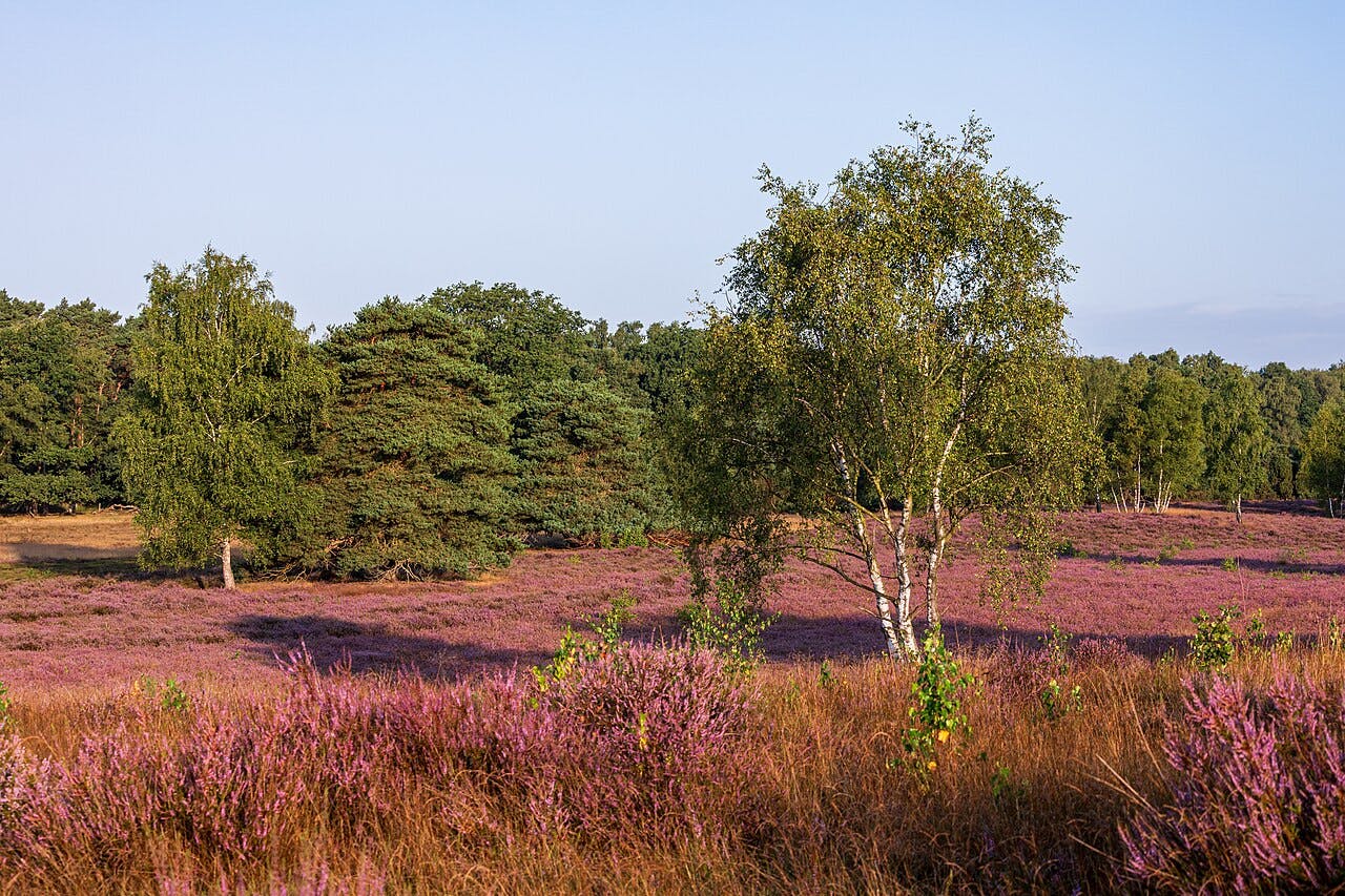 Natur: Westruper Heide am frühen Vormittag zur Zeit der Heideblüte, Haltern am See, Nordrhein-Westfalen, Deutschland