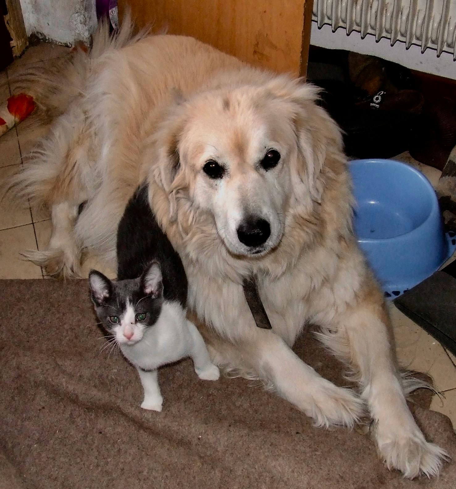A large white old dog, Nelly, and a young grey and white cat beside her, Primo, are looking out at us. Nelly is lying down and Primo is standing to the right of her (our left). They are obviously good friends.