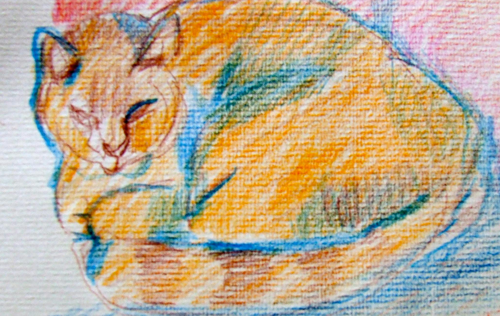 A coloured pencil drawing of an orange cat. Very sketchy using orange to outline the cat, which is curled up, ears up and eyes open looking out at us.