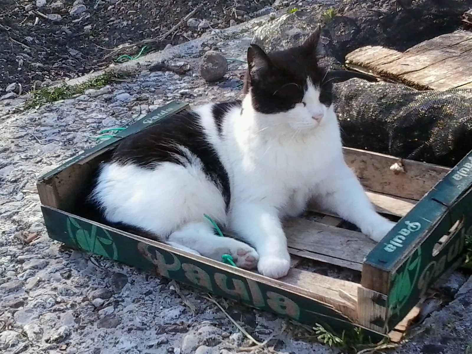 A black and white cat sits in a broken wooden box on a stony pathway. He is enjoying the sun.