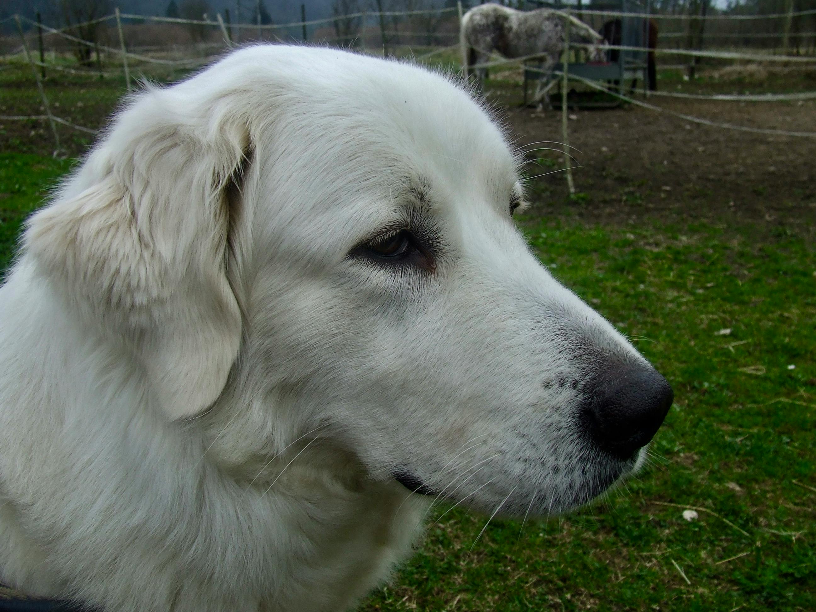 A close up of Lilly, a large white dog, a Maremmano Abruzzese,looking towards the right. Way in the background is a muddy pale coloured horse, Selva.