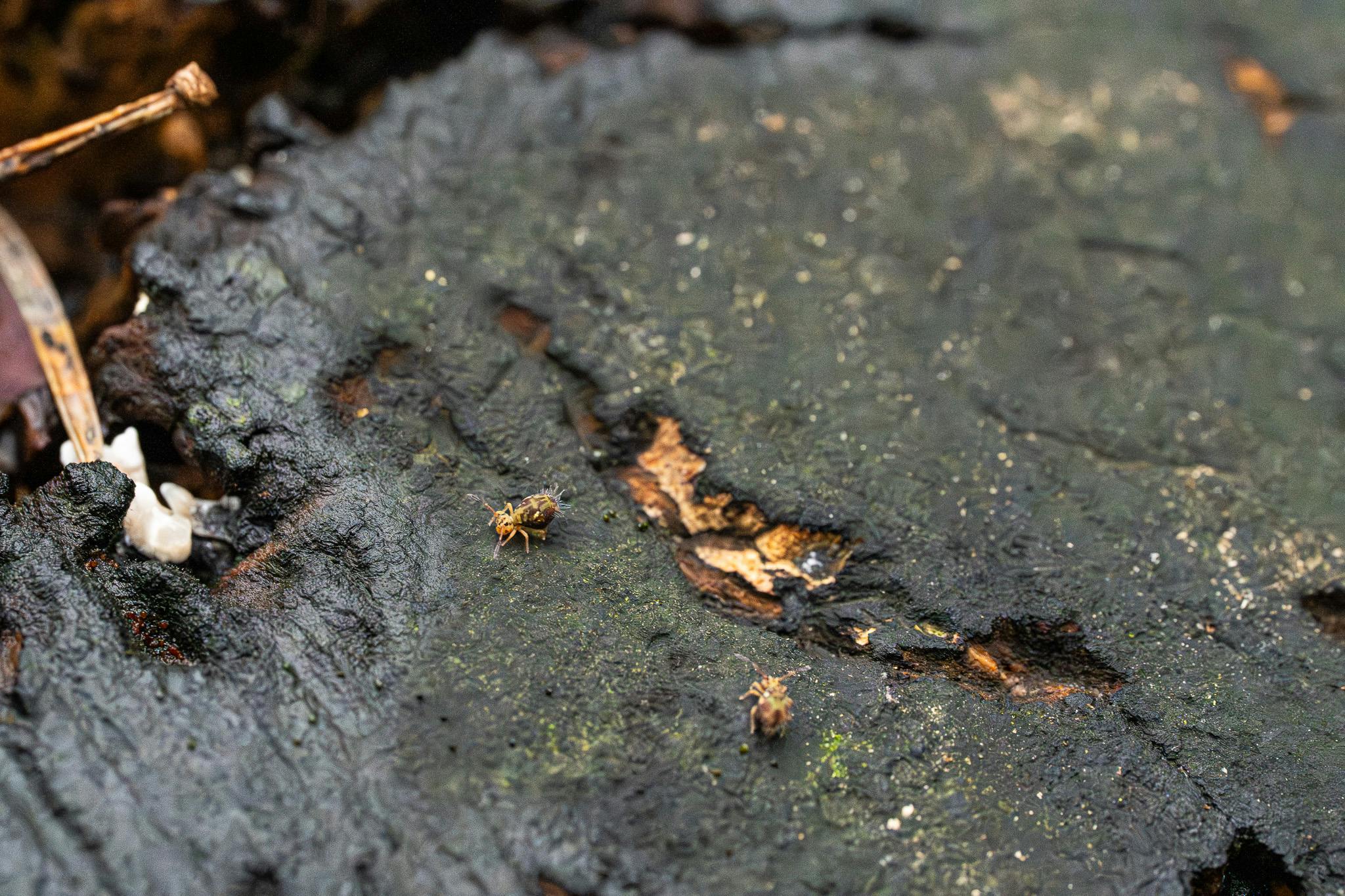 Kugelspringer sind nur 0,1 - 17 Millimeter groß und mit bloßem Auge schwer zu erkennen.