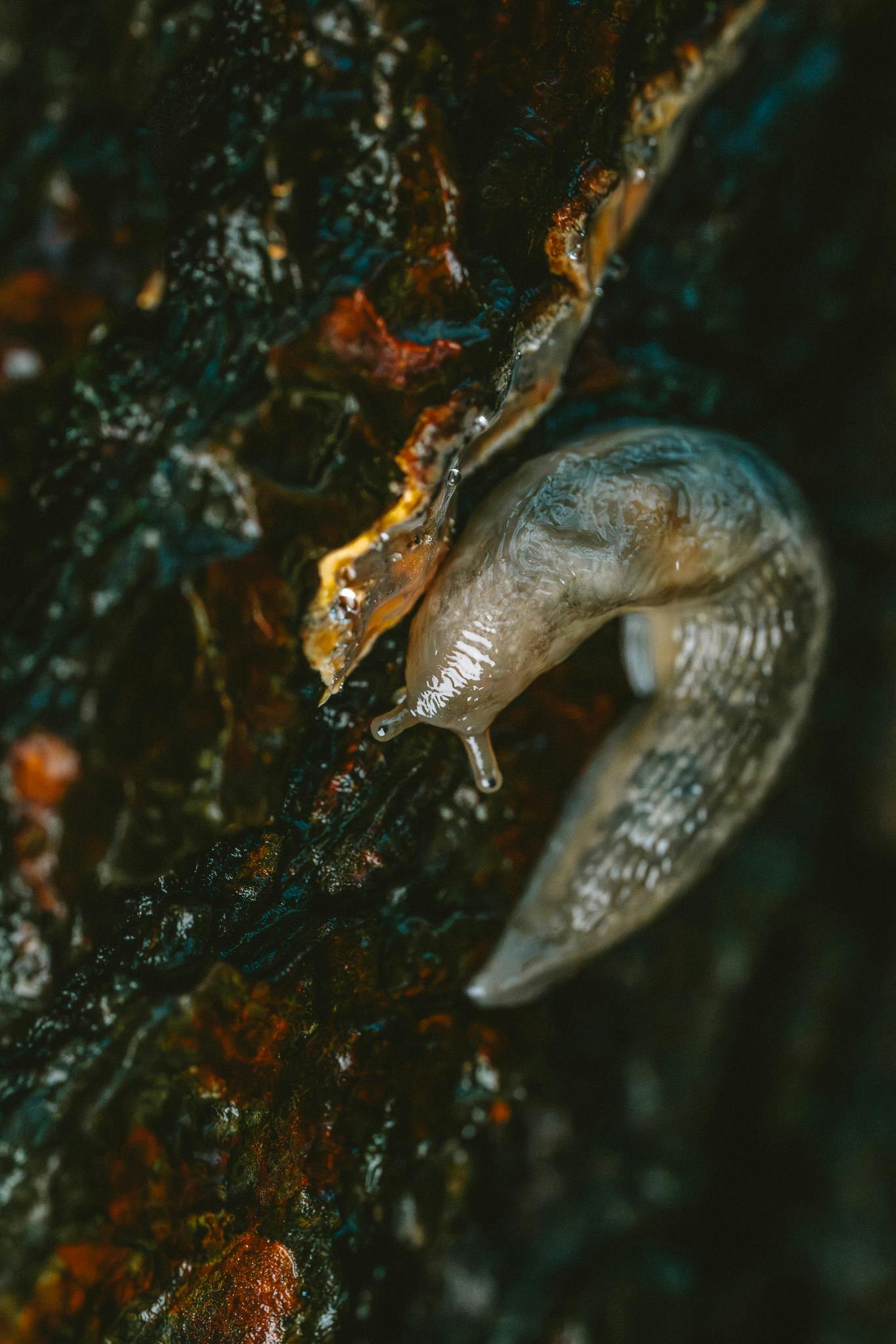 Diese kleine Schnecke raspelt in absolutem Zeitlupentempo Algen von der Rinde.