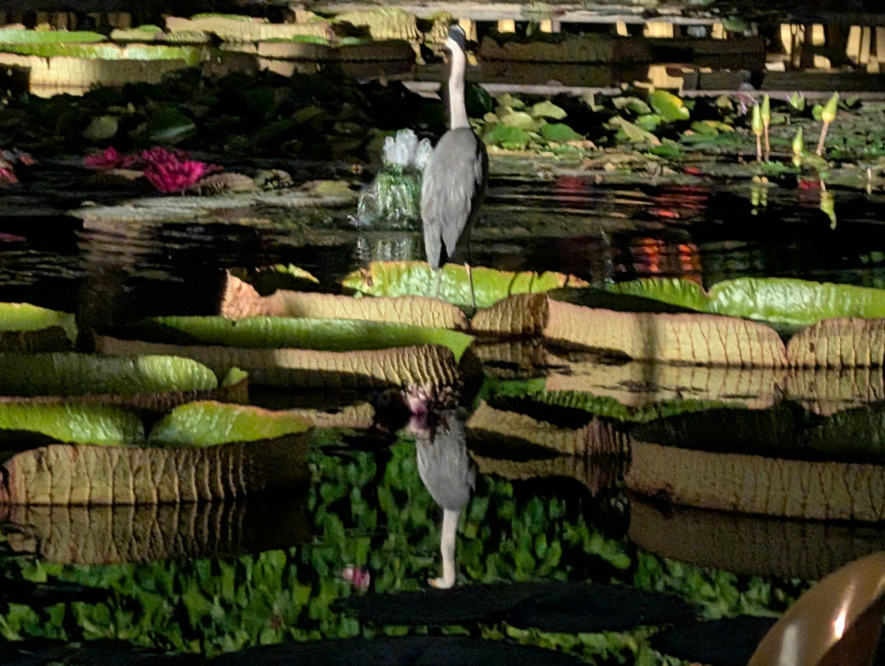 In der Stuttgarter Wilhelma gibt es ziemlich heiße, aber auch angenehm kühle Orte. Der Seerosenteich ist auch bei den Graureihern beliebt. Foto: Jürgen Brand