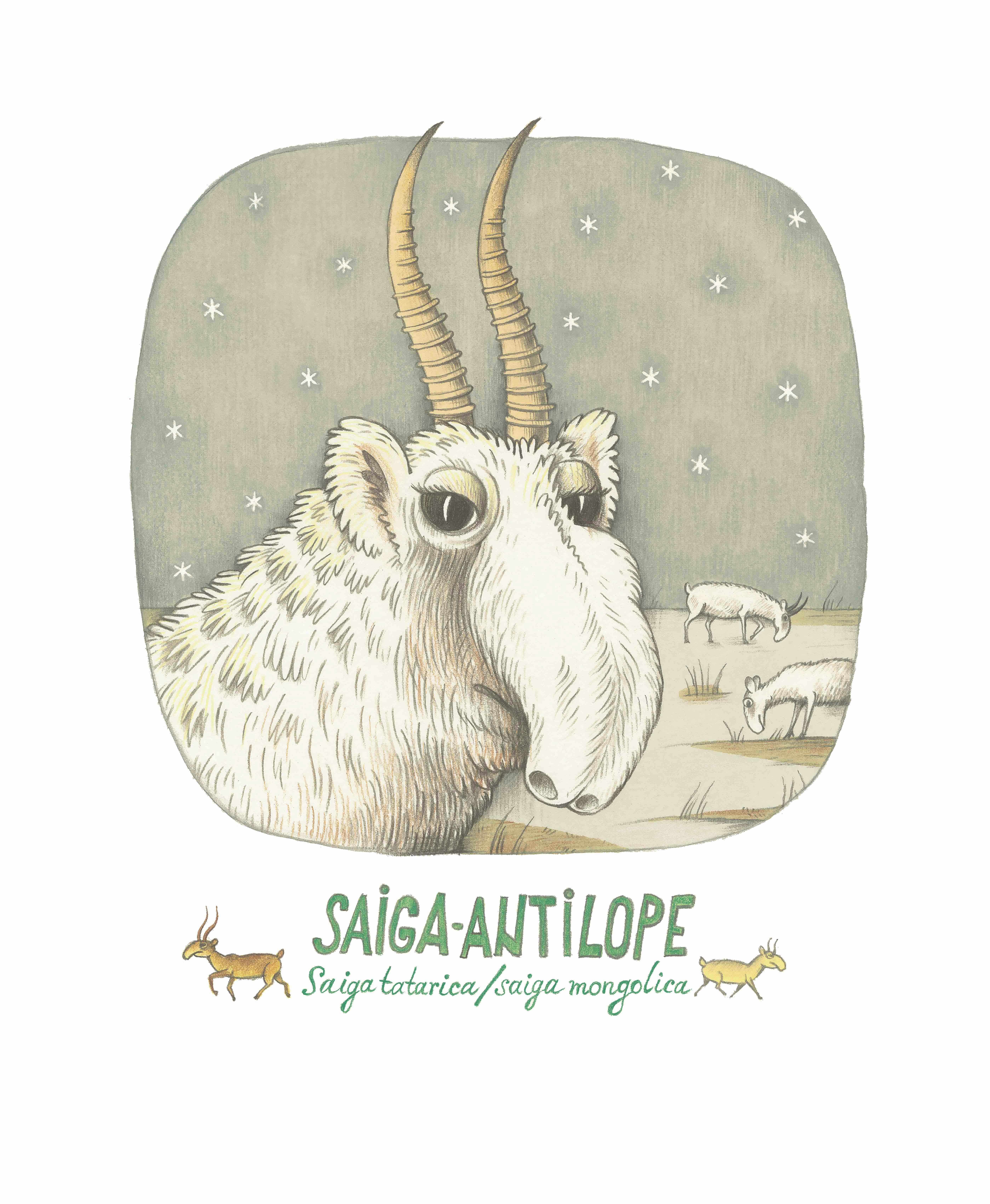 Zeichnung der Saiga-Antilope