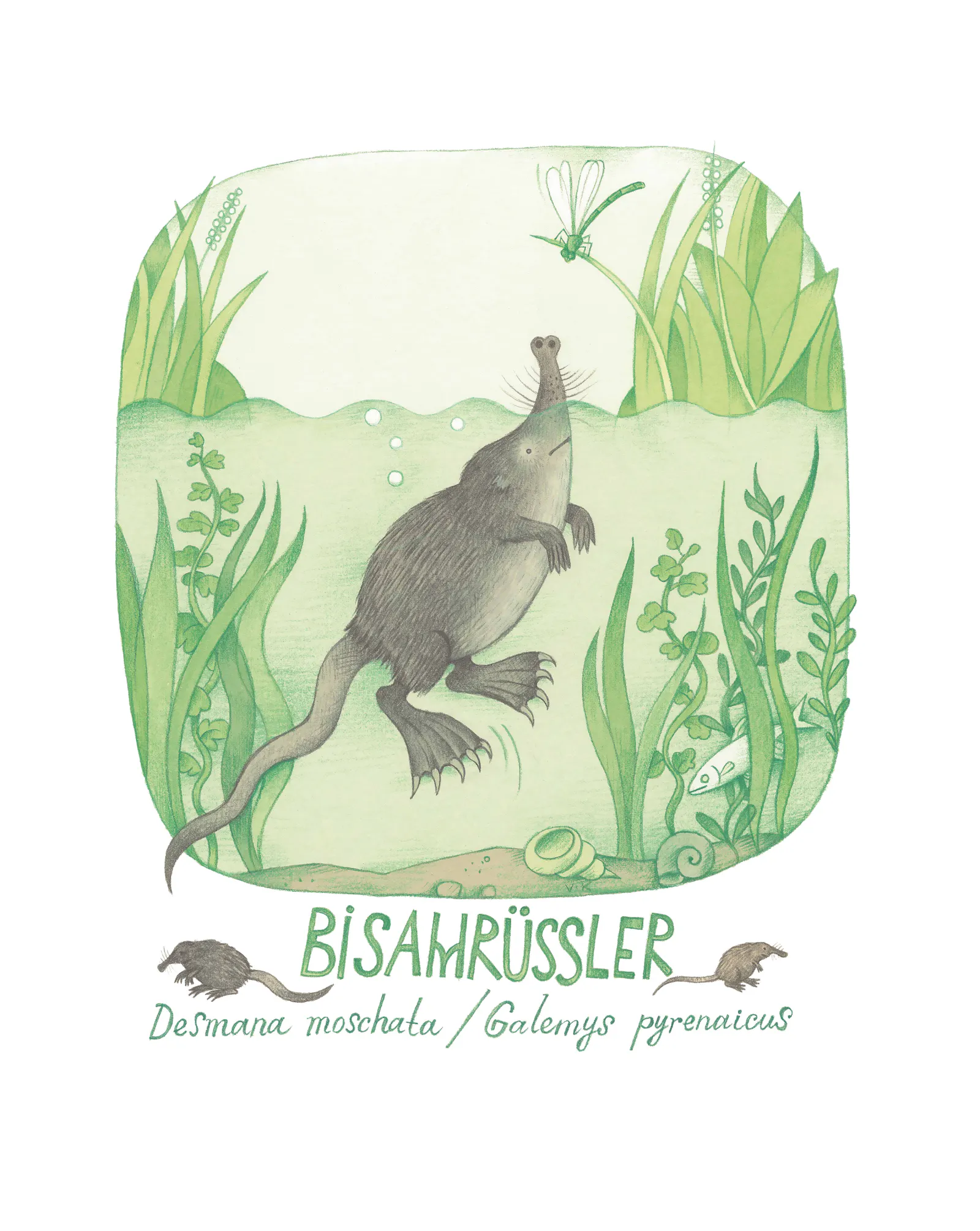 Illustration des Bisamrüsslers