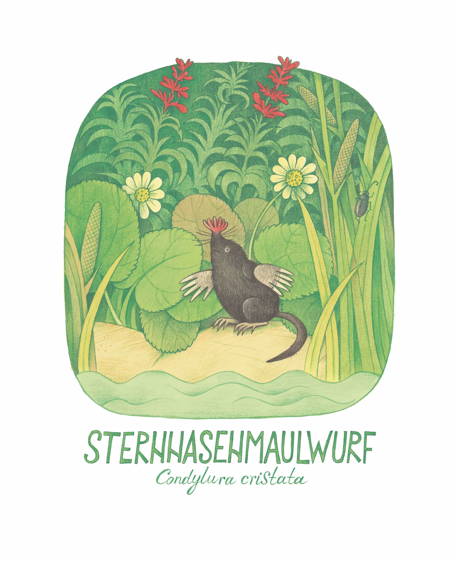Eine Illustration des Sternnasenmaulfwurfs aka Sternmull // © Lena Anlauf / Vitali Konstantinov / NordSüd Verlag