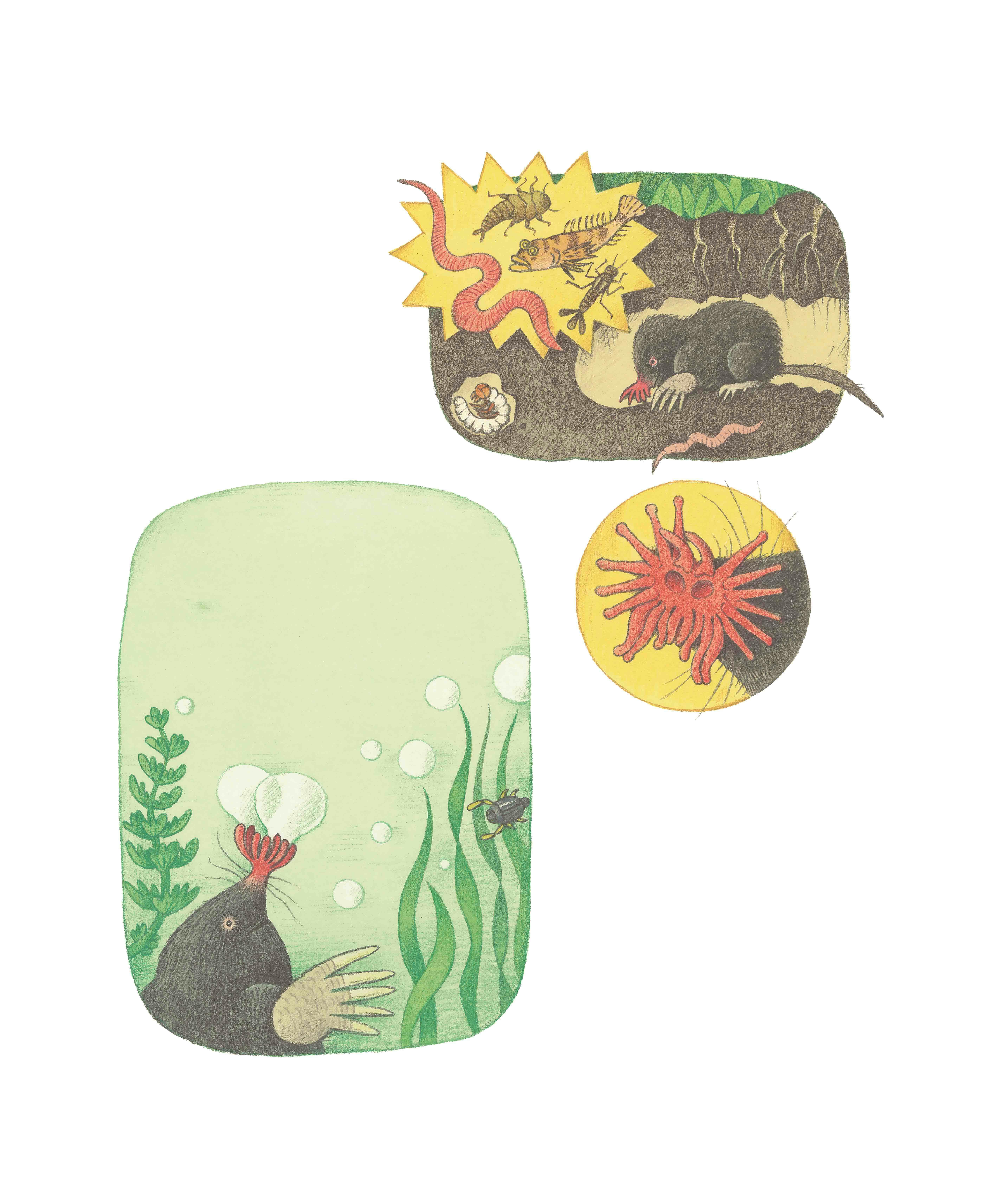 Illustrationen des Sternmulls beim Graben und unter Wasser