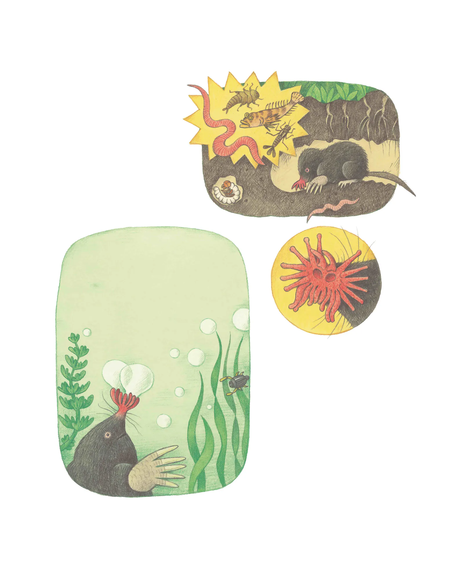 Illustrationen des Sternmulls beim Graben und unter Wasser
