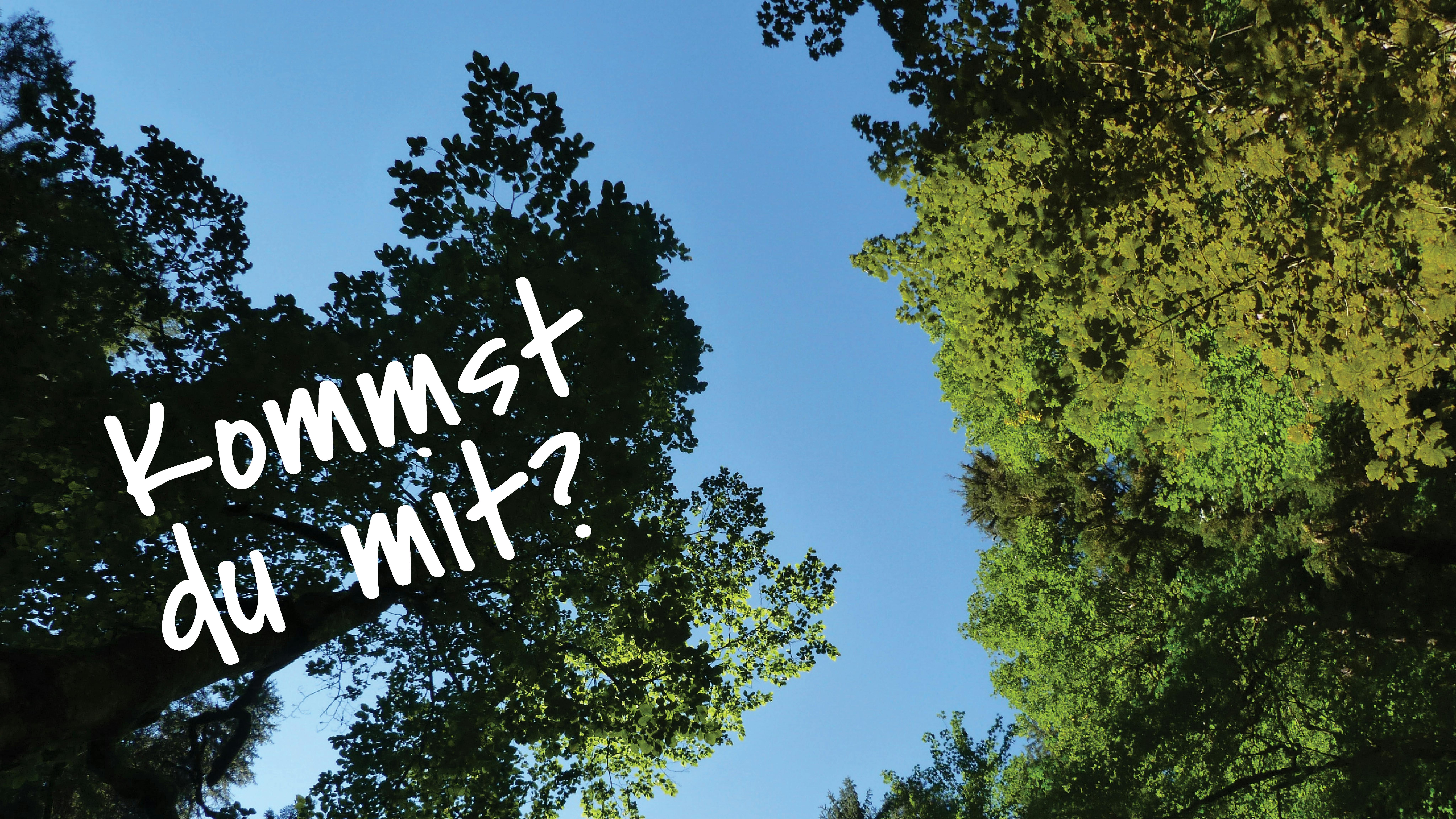 Ein Blick von unten durch belaubte Bäume in den blauen Himmel.