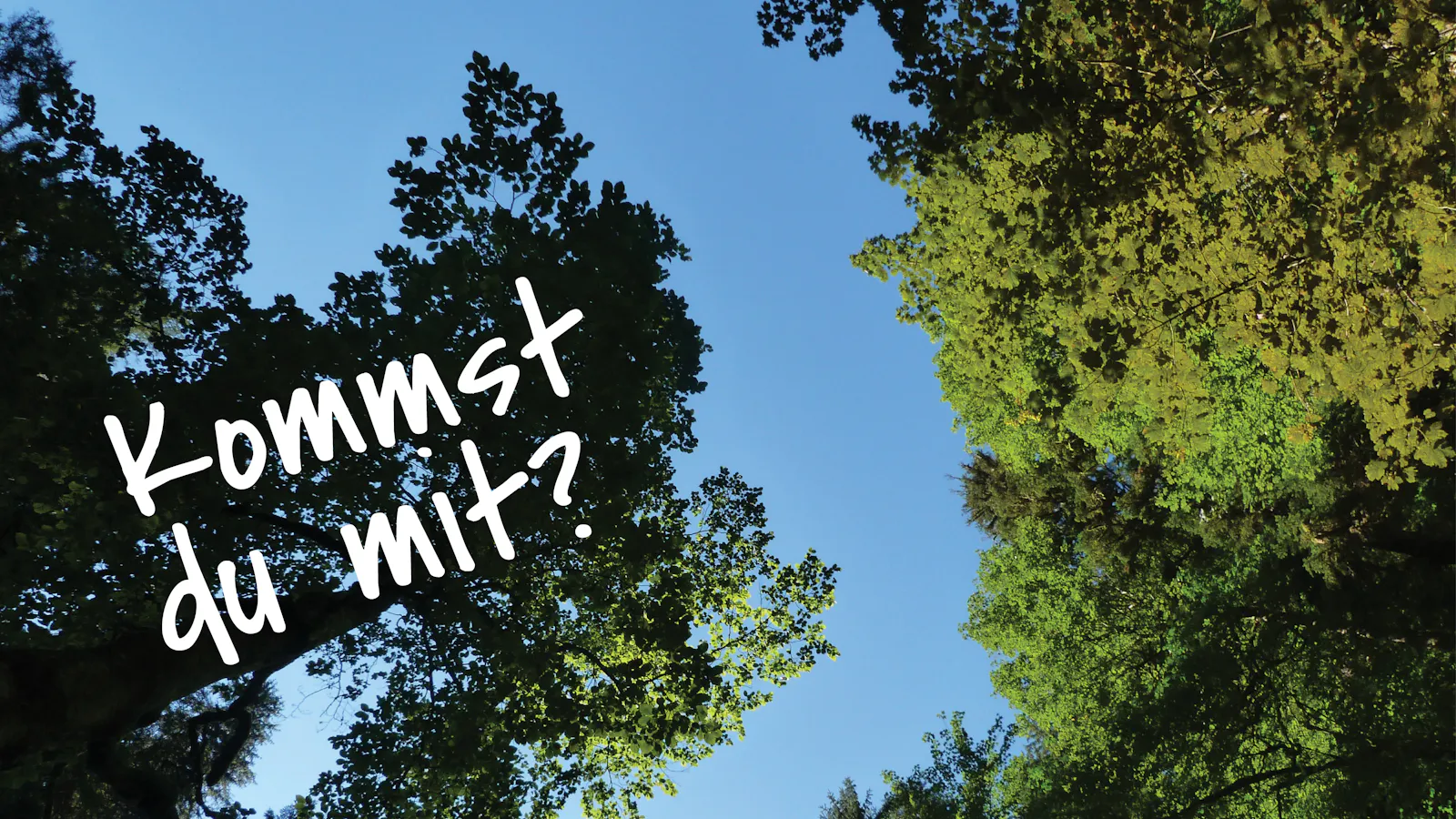Ein Blick von unten durch belaubte Bäume in den blauen Himmel.