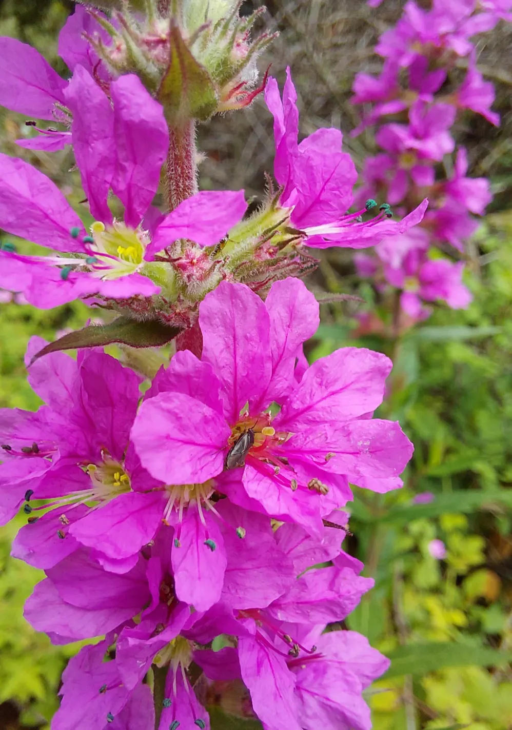 Blutweiderich