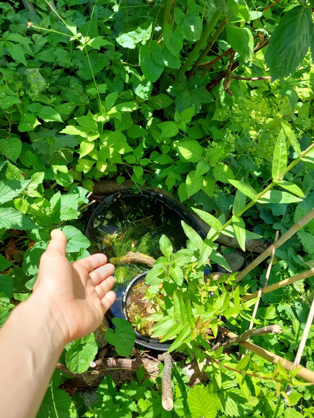 Mini-Teich