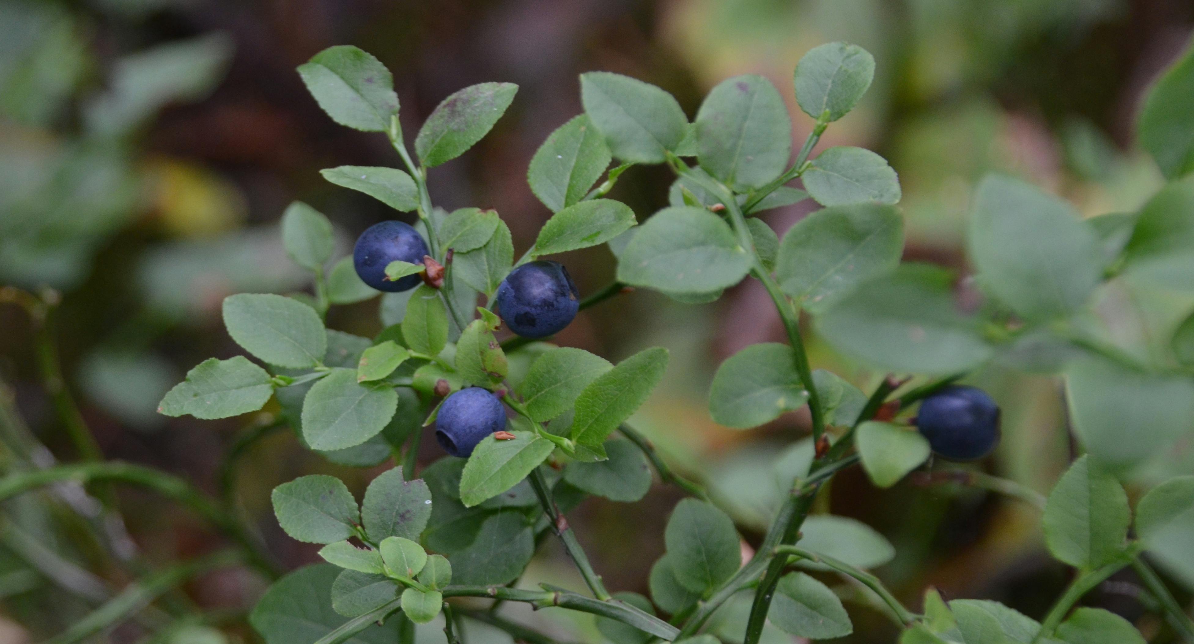 Blaue Beeren an Strauch