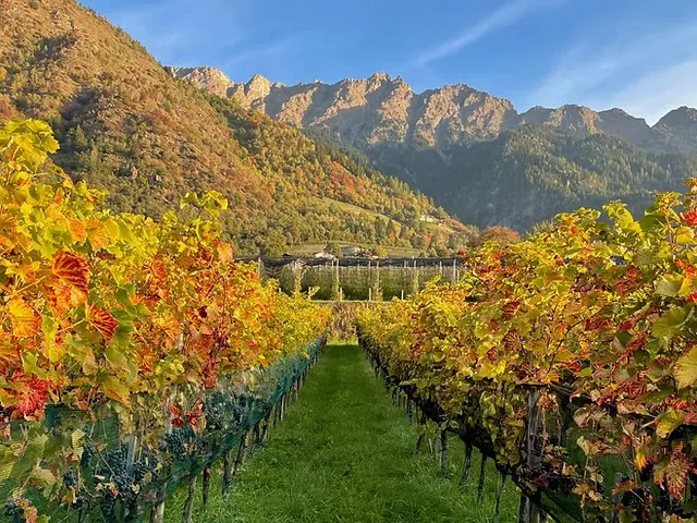 Weinberg mitten in den Dolomiten in Südtirol
