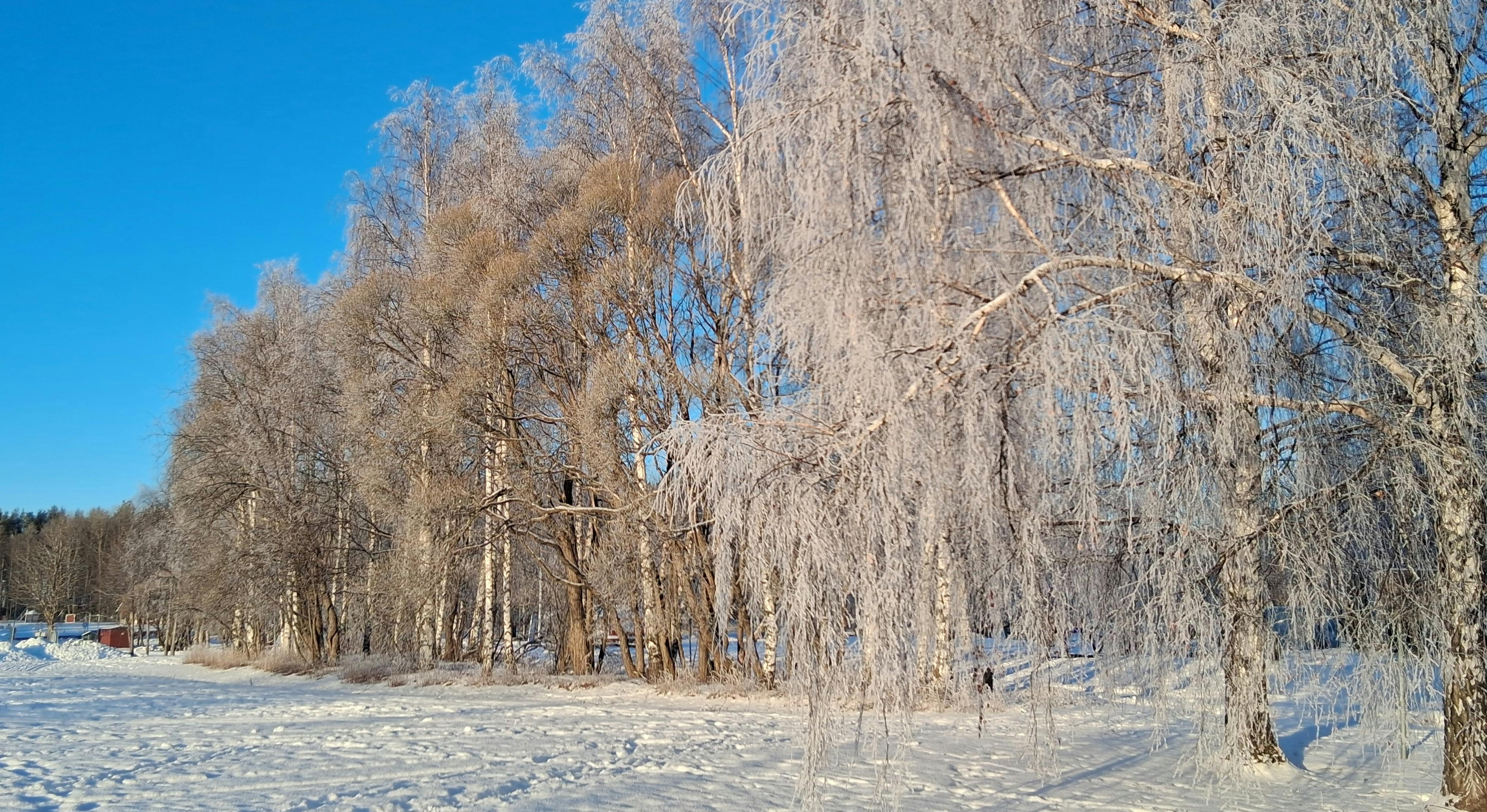Bereifte Birken und unbereifte Birken, blauer Himmel, Schnee auf dem Boden