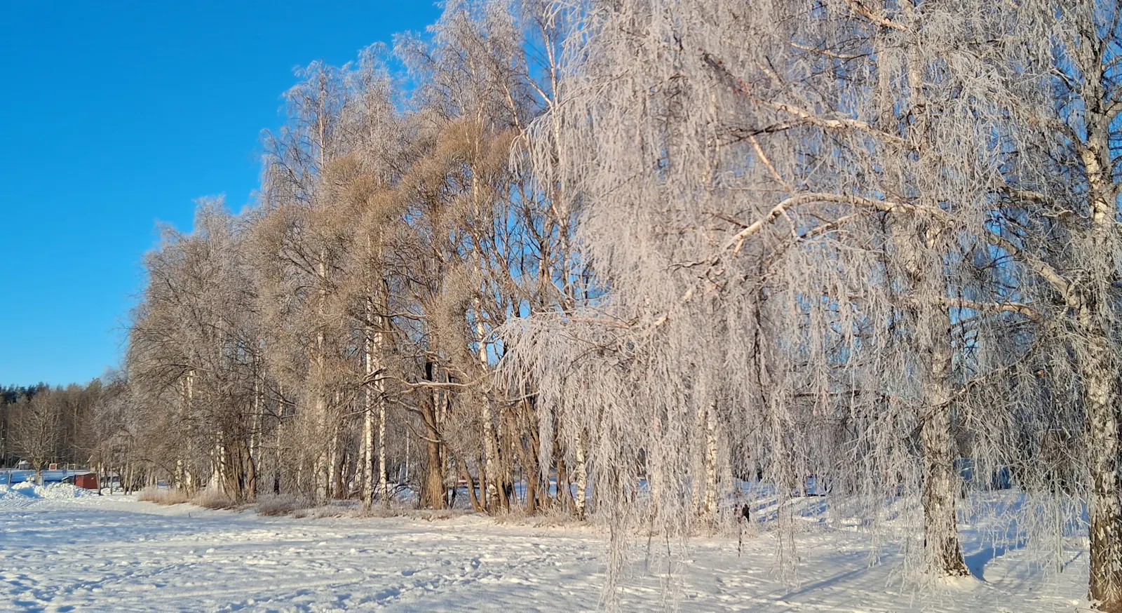 Bereifte Birken und unbereifte Birken, blauer Himmel, Schnee auf dem Boden