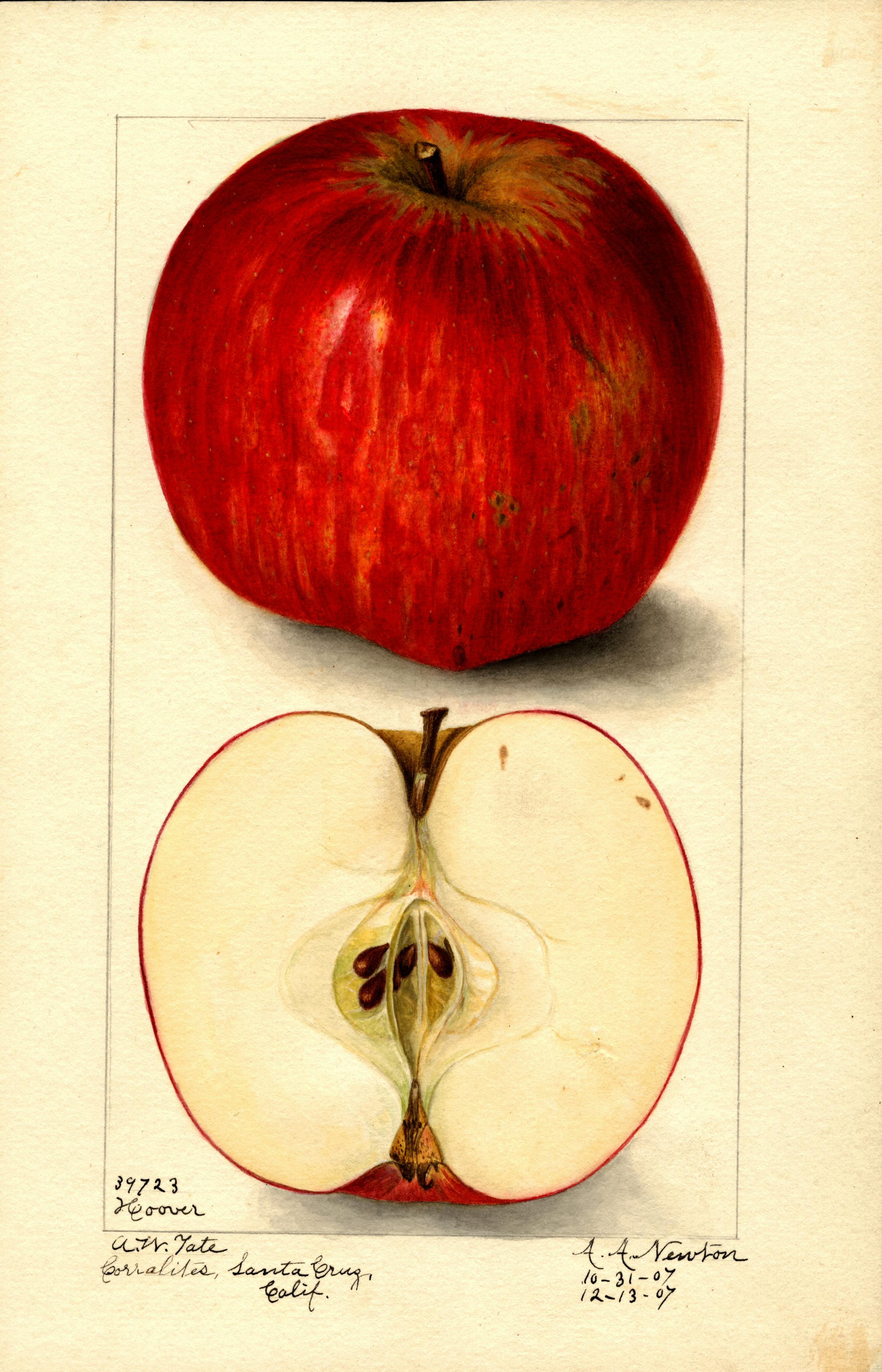 Watercolour illustration of a nearly perfect red apple and the same apple cut in a half. By Amanda Almira Newton, 1907.