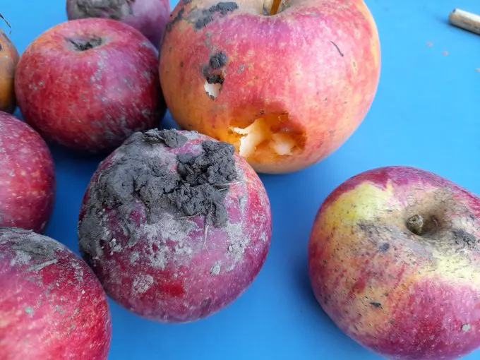Close-up of red apples. The windfall fruit has soil and worm droppings on its skin and some gnawed spots.
