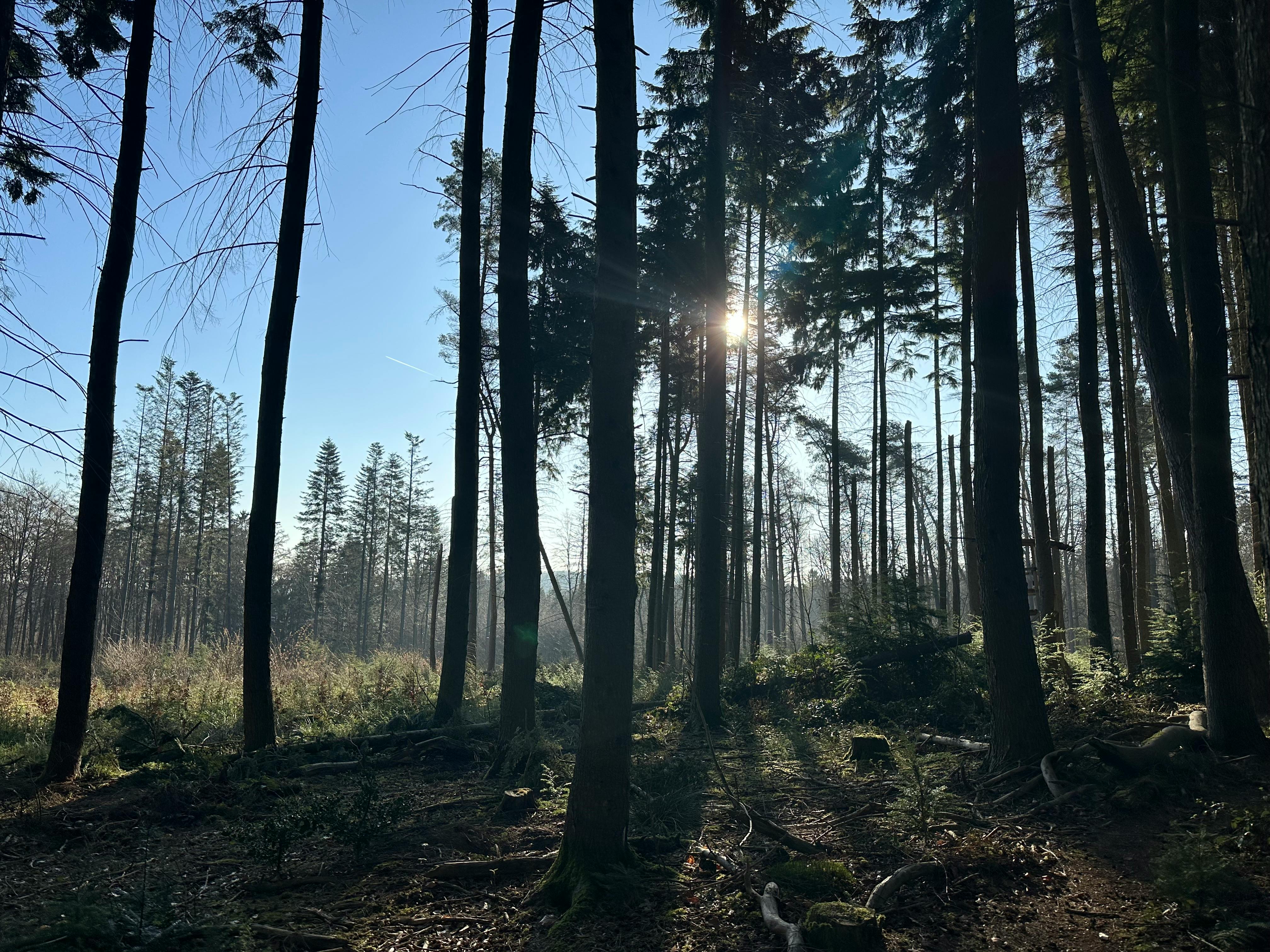 Wald in der Morgensonne