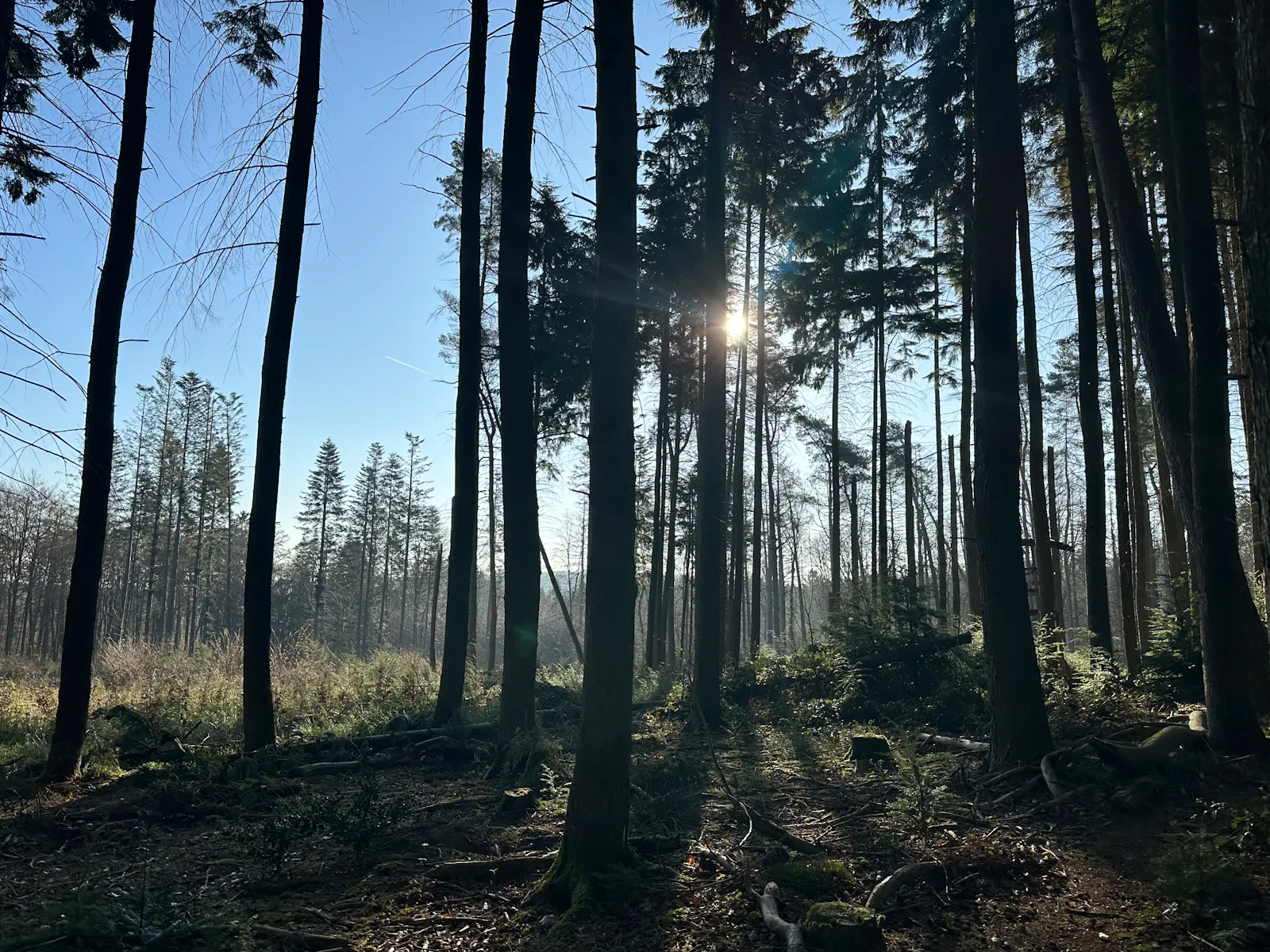 Wald in der Morgensonne