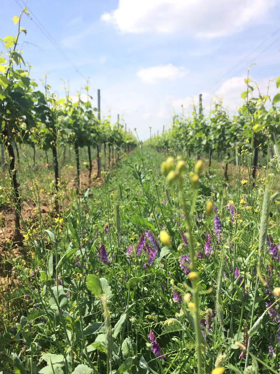 Zwischen den Rebstöcken in den Weinbergen des Weinguts Neiss aus der Pfalz wachsen viele Blumen.