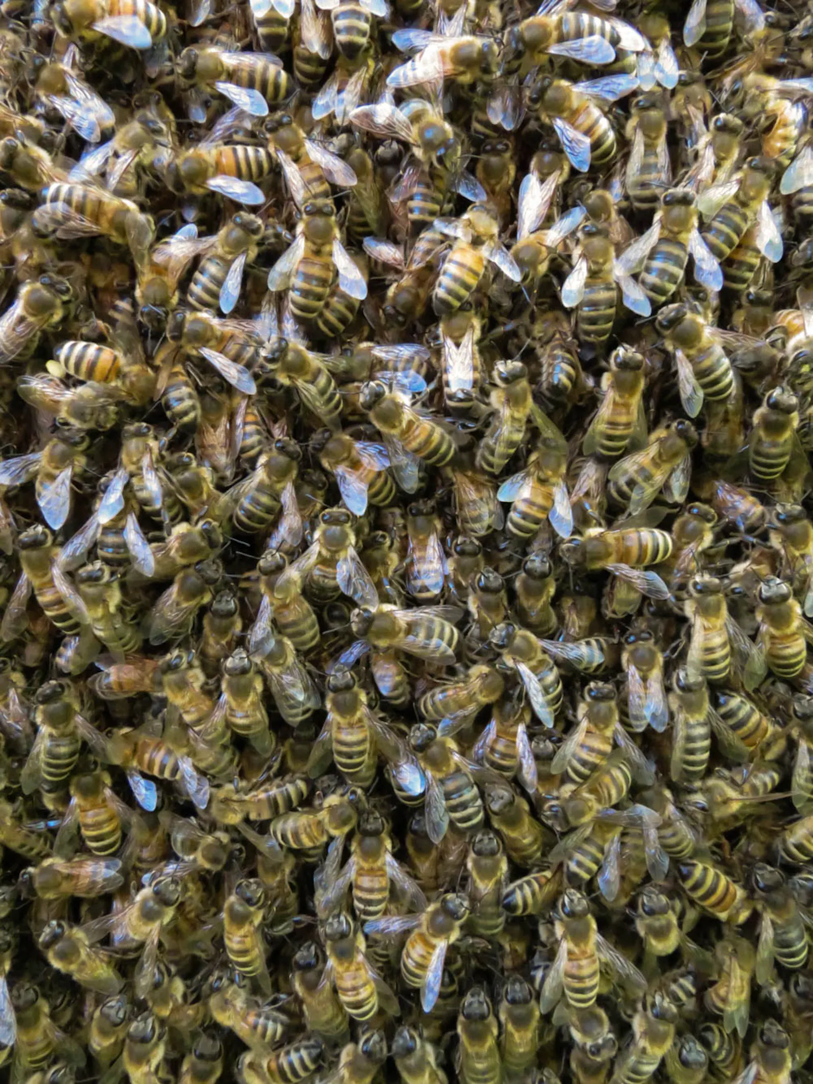 Sehr sehr viele Bienen