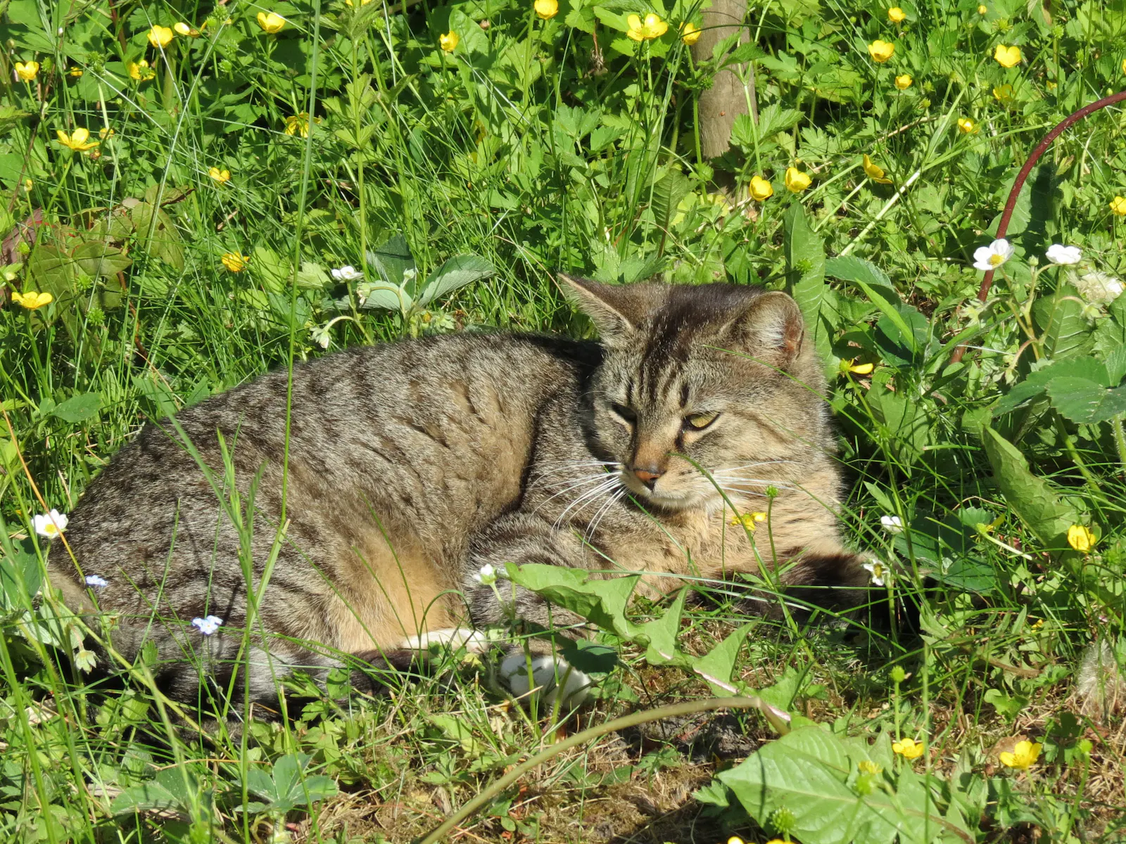 getigerte Katze liegt in der Sonne im Gras