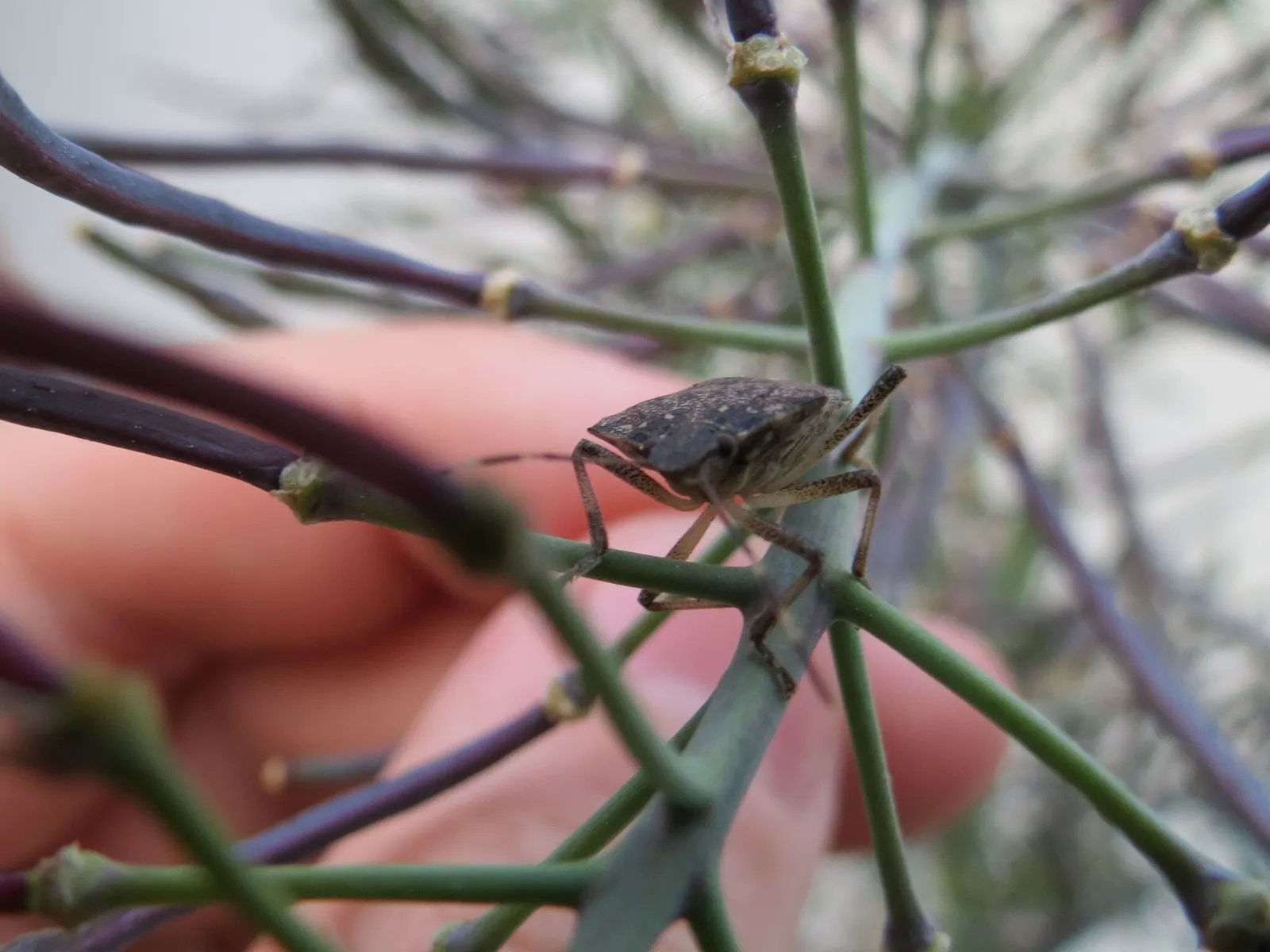 Ein Insekt auf einer abgeblühten Kohlpflanze guckt in die Kamera