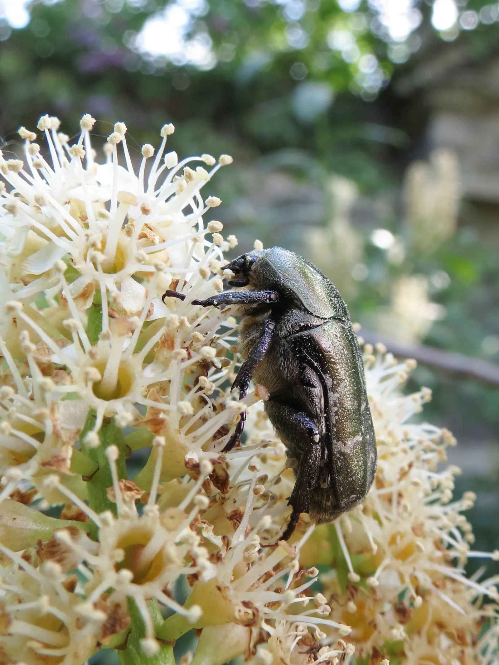großer Käfer der sich an Blüten satt frisst