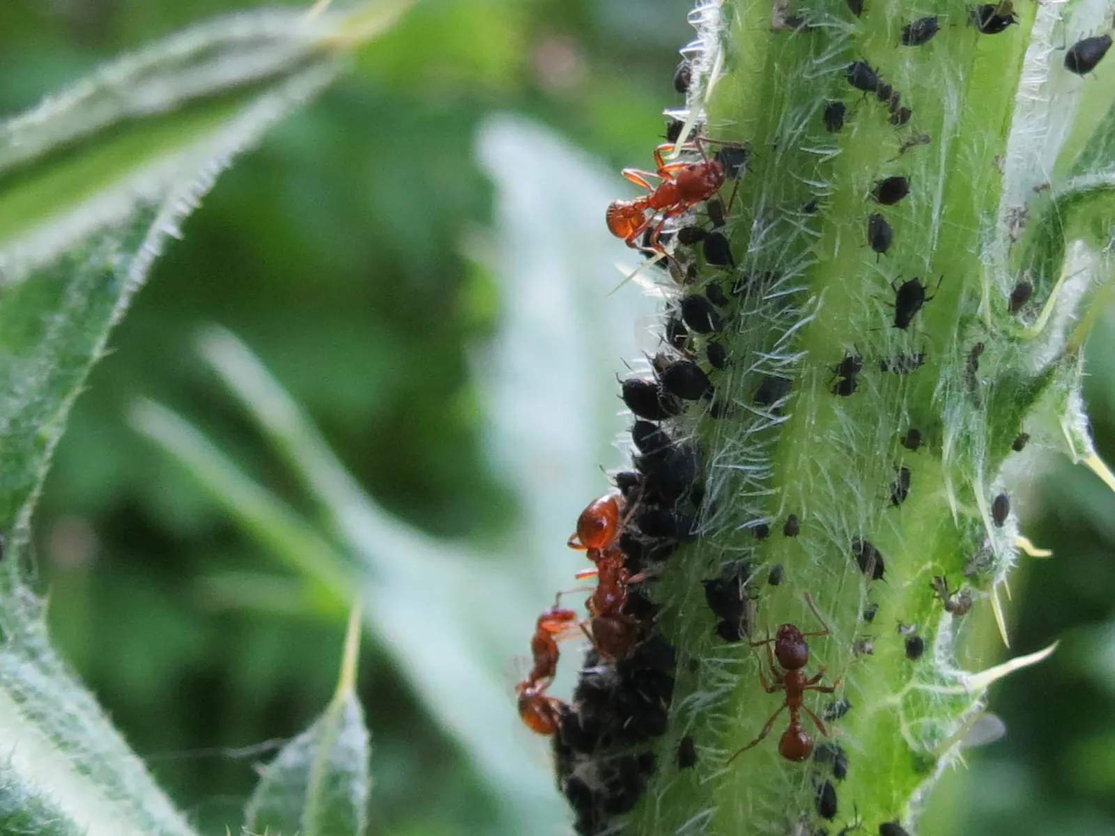 Mehrere große Ameisen pflegen die schwarzen Blattläuse