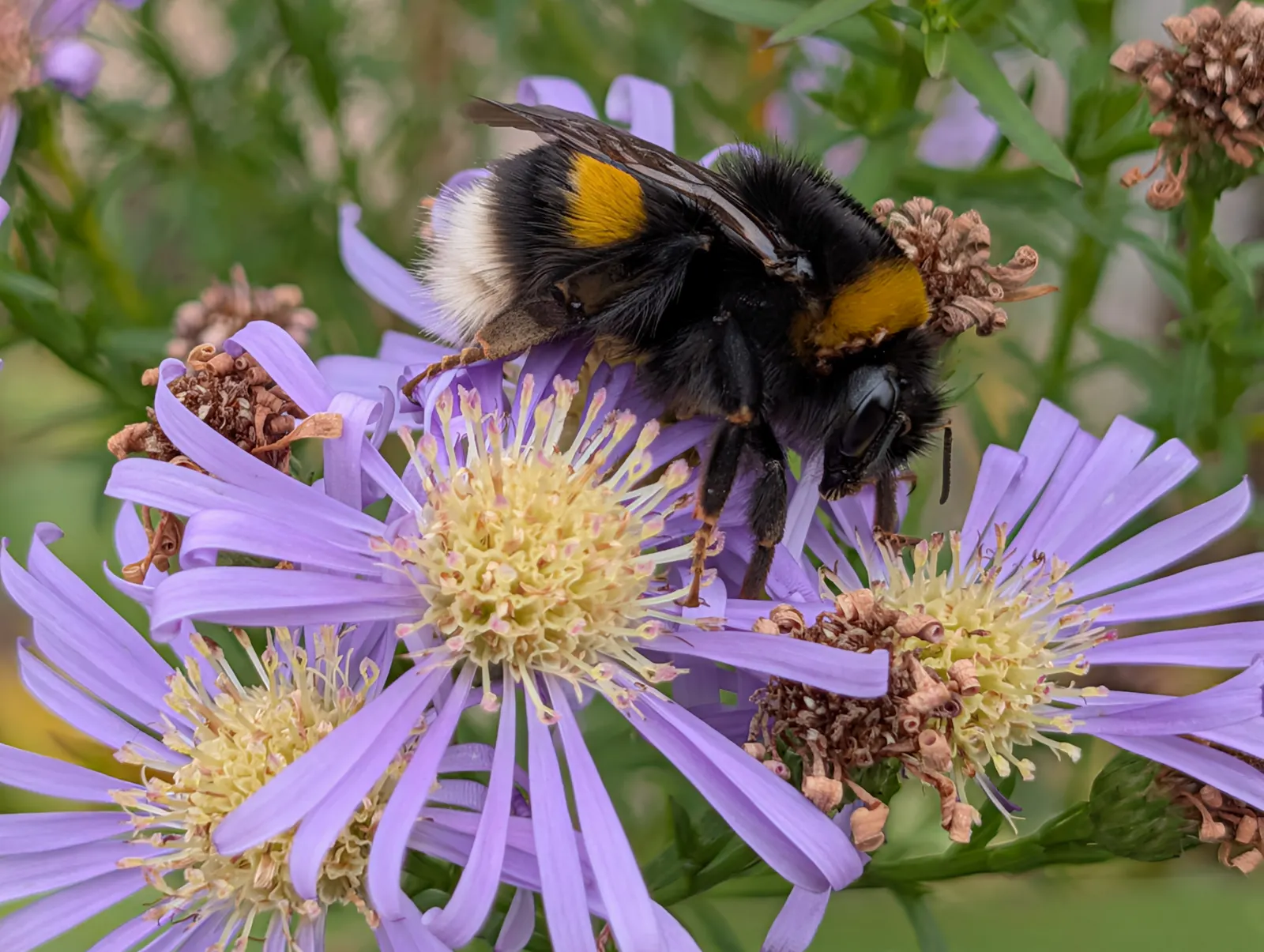November-Blüten mit Hummel. Foto: Jürgen Brand