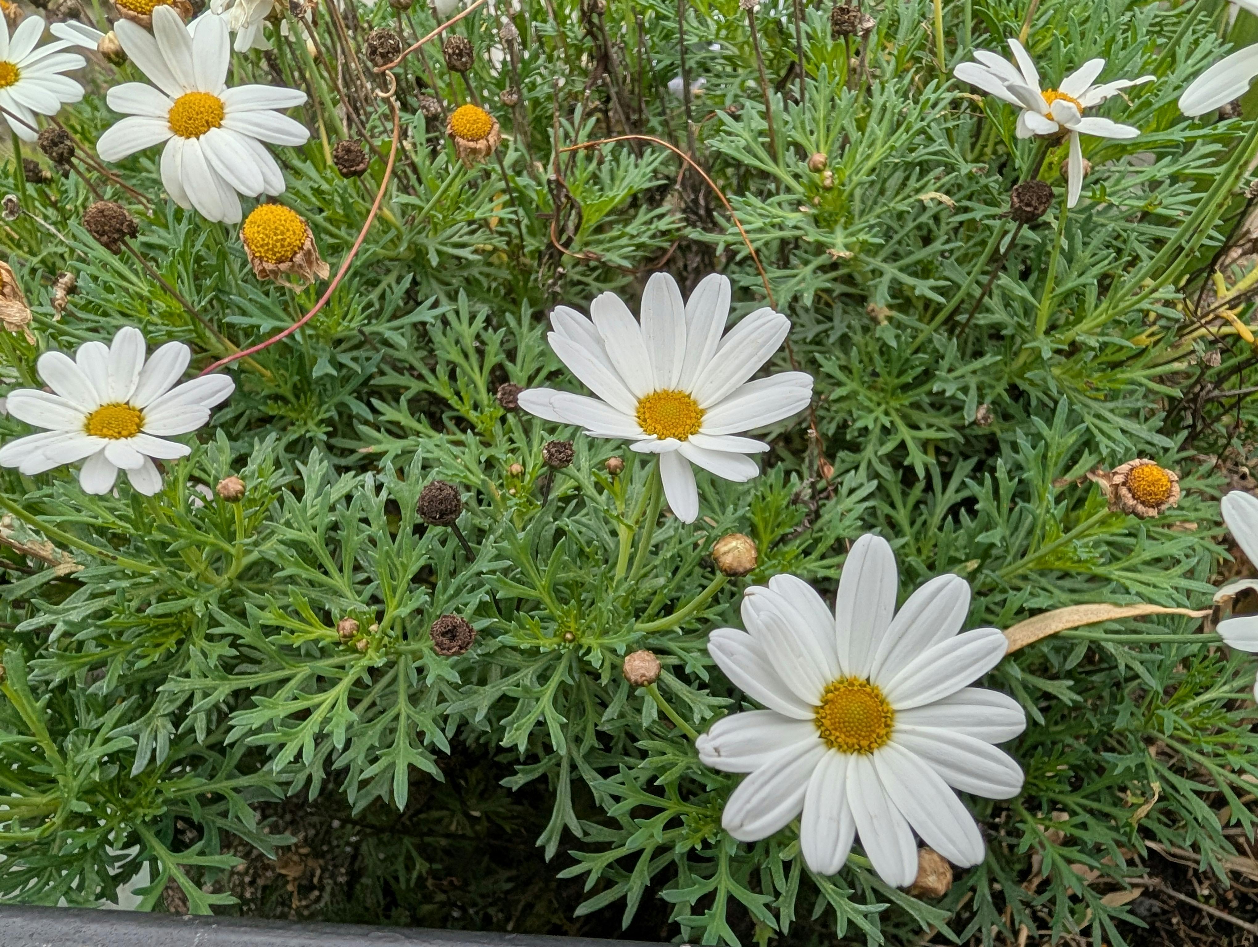 Noch mehr November-Blüten: Margeriten in Gaisburg. Foto: Jürgen Brand
