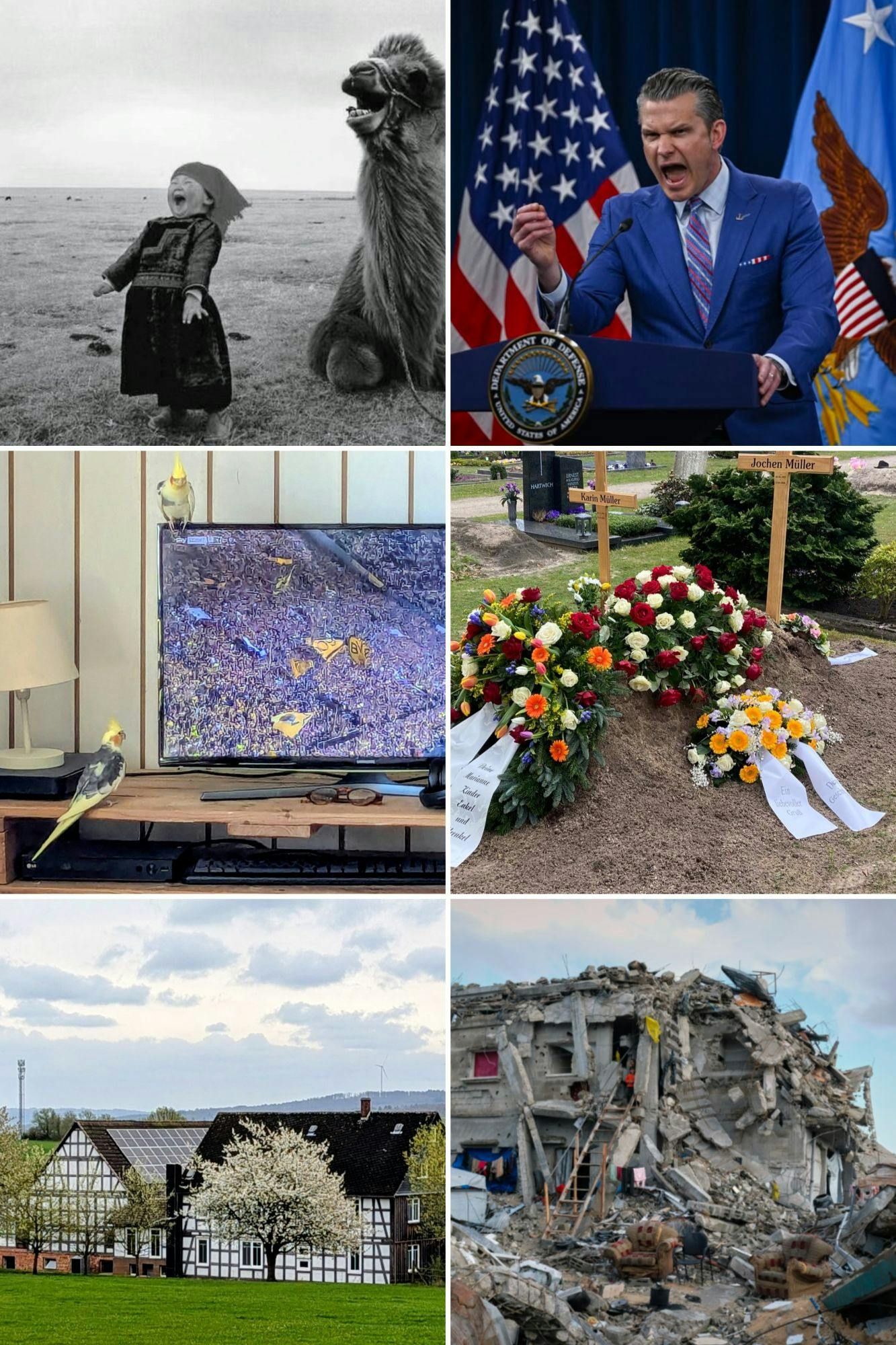 Dieses Bild ist eine Collage aus insgesamt sechs Bildern. Sie zeigt 1. ein lachendes mongolisches Mädchen, 2. den brüllenden amerikanischen Kriegsminister Pete Hegseth, 3. zwei Nymphensittiche, die Fußball schauen, 4. die Gräber meines Vaters und meiner Tante, 4. einen Bauernhof mit blühenden Bäumen in schöner Landschaft und 6. ein zertrümmertes Haus in Gaza.