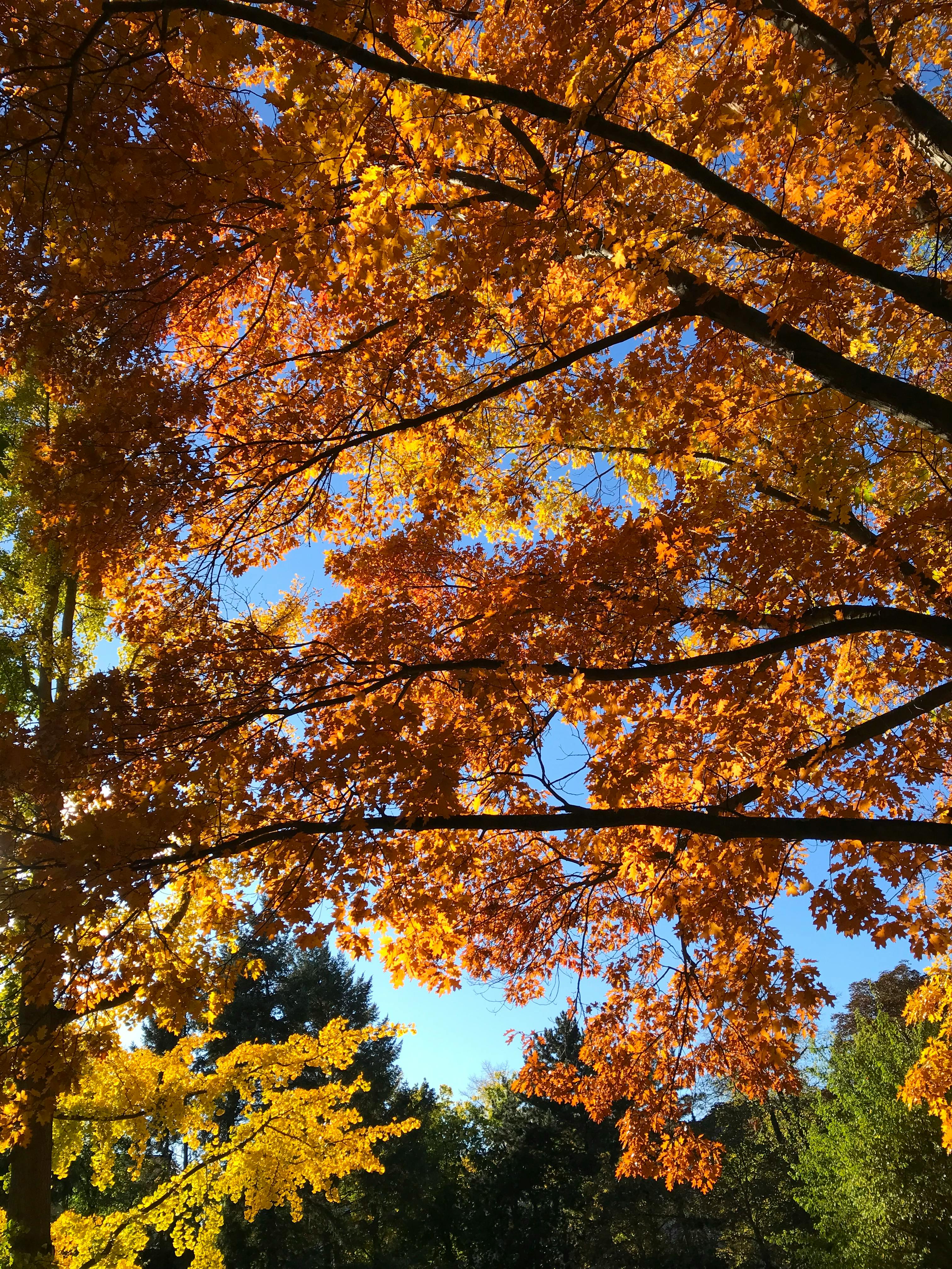 äste mit goldenem und kupferfarbenen herbstlaub, dahinter grüne baumkronen und strahlend blauer himmel / branches full of golden and copper coloured autumn leaves in front of green treetops and a clear blue sky
