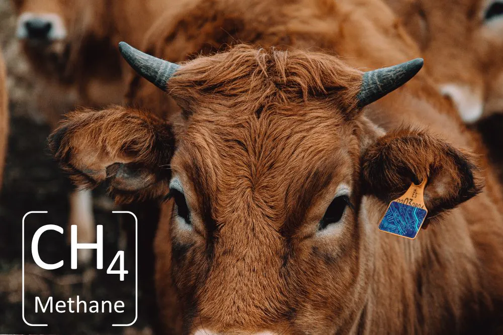 Gros plan sur une vache portant un capteur imaginaire fixé à l'oreille. Le symbole chimique du méthane figure dans le coin gauche.