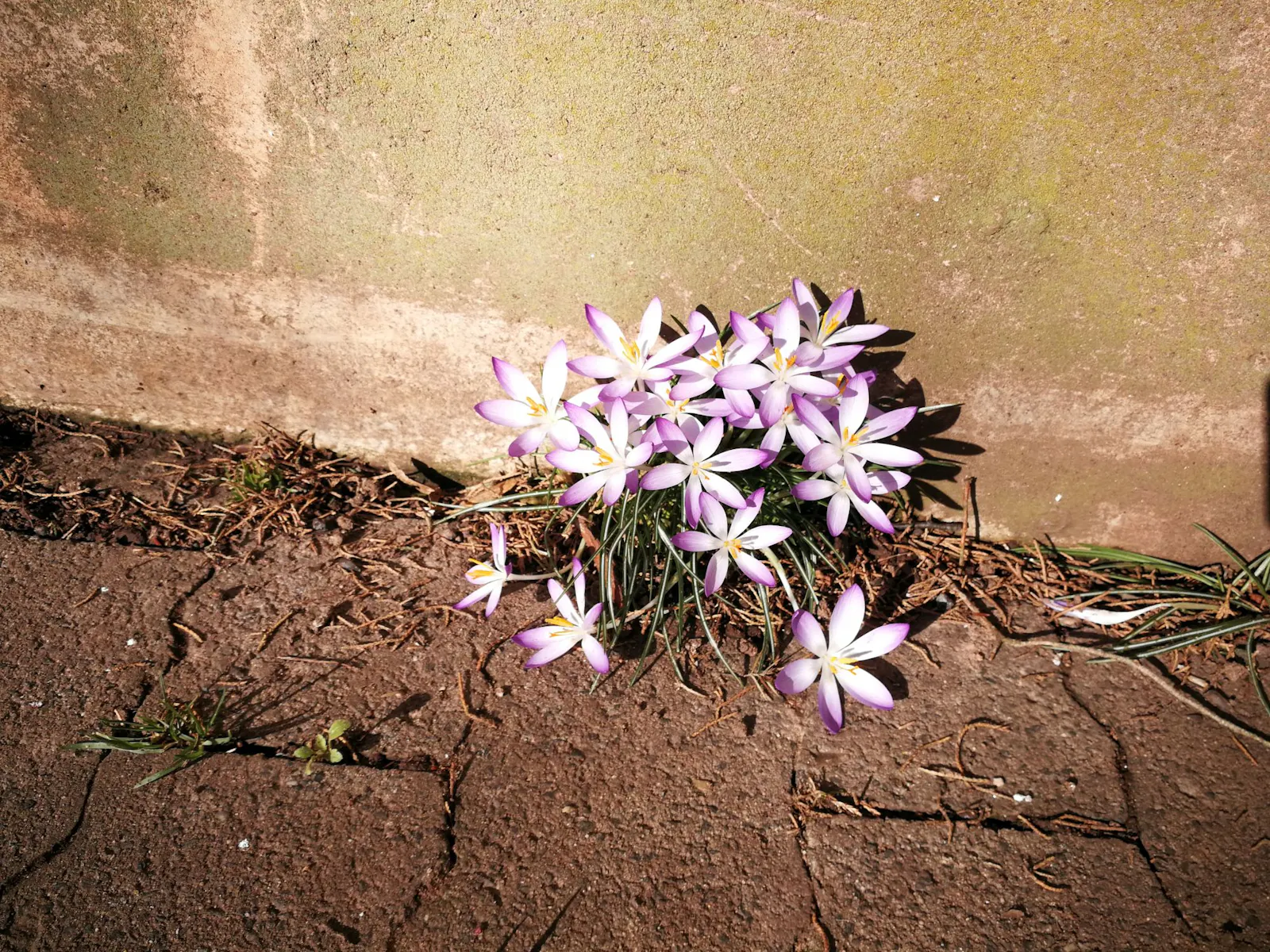 Frühlingsblumen wachsen zwischen den Steinen eines Gehwegs und einer Mauer.