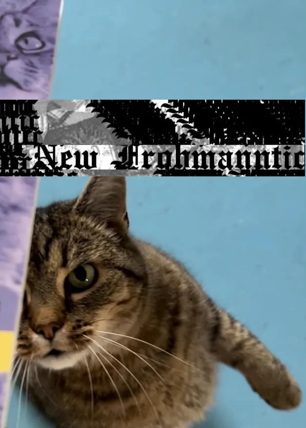 Cover mit Bildern von Kater Laser